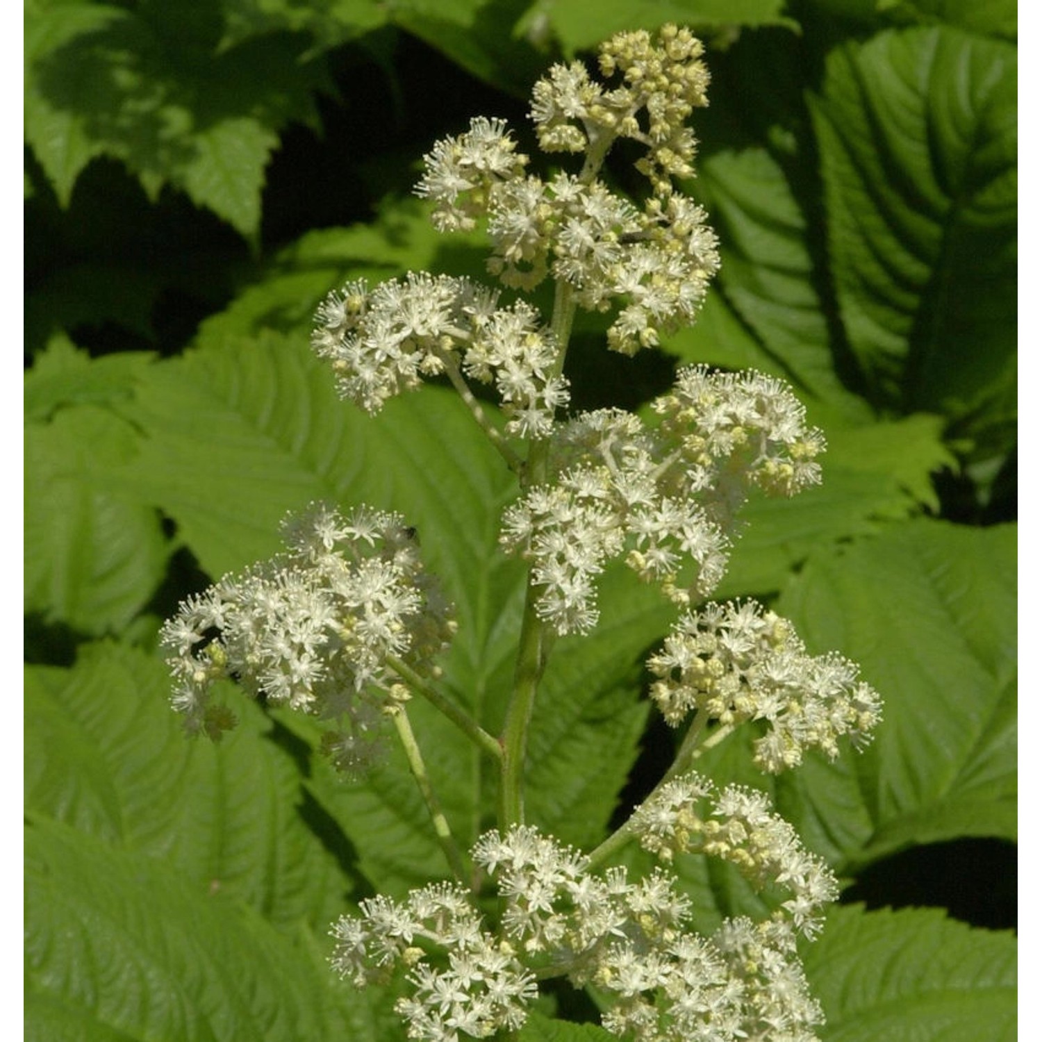 Gestieltblättriges Schaublatt - Rodgersia podophylla günstig online kaufen