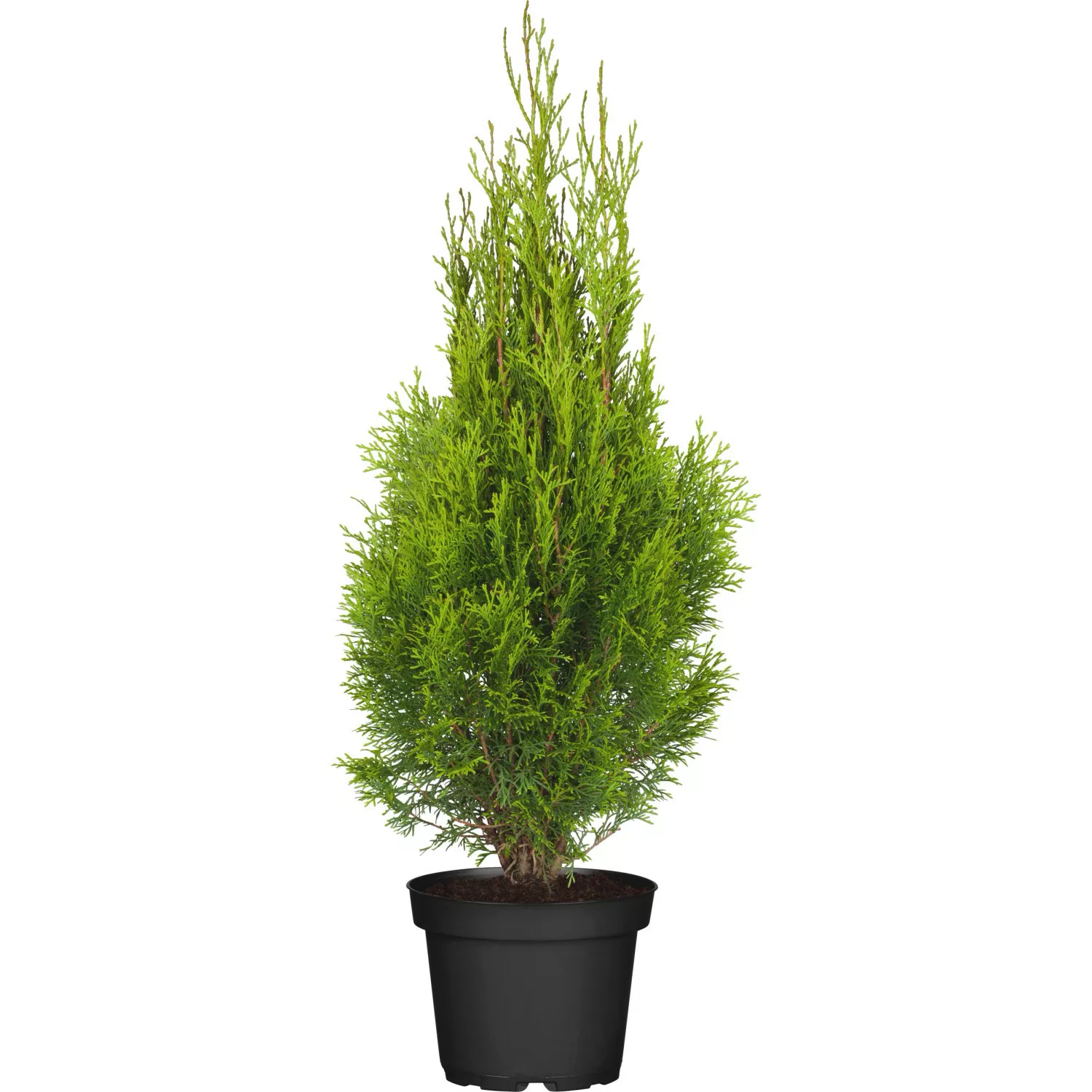 OBI Lebensbaum Smaragd Höhe ca. 50 - 60 cm Topf ca. 3 l Thuja occidentalis günstig online kaufen