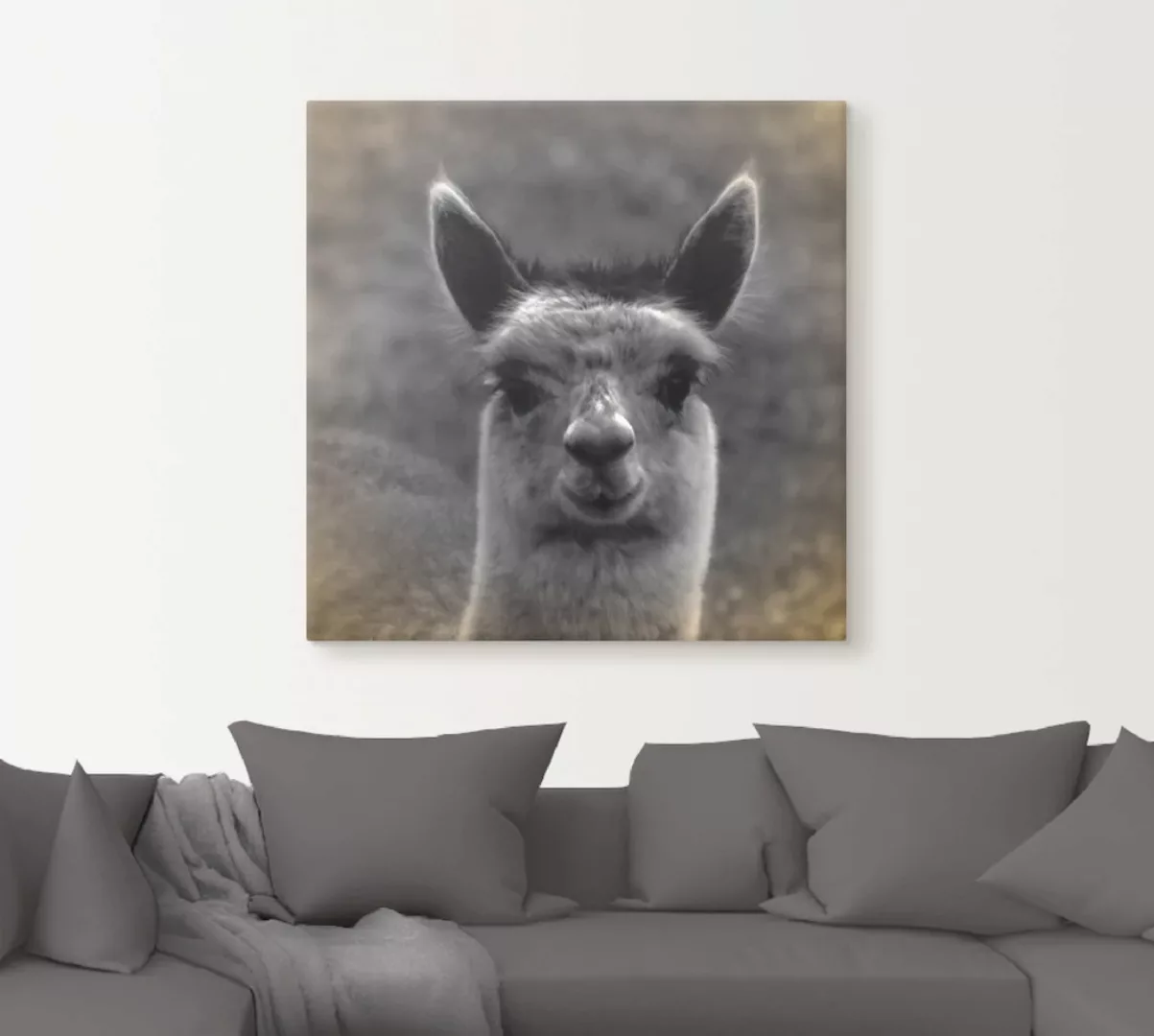 Artland Wandbild »Alpaka Blick«, Wildtiere, (1 St.), als Alubild, Outdoorbi günstig online kaufen