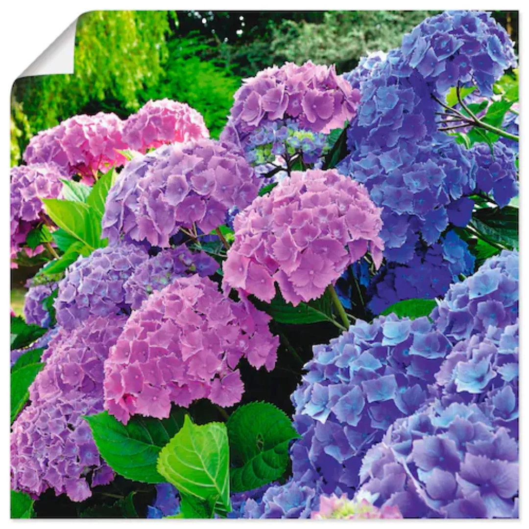 Artland Wandbild »Hortensien im Garten«, Blumen, (1 St.) günstig online kaufen
