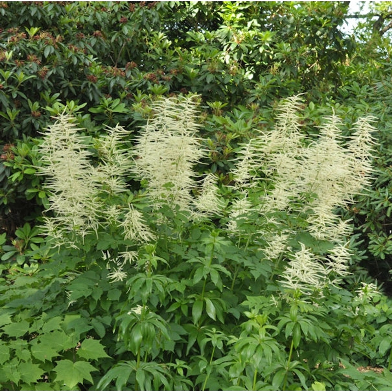 Waldgeißbart - Aruncus dioicus günstig online kaufen