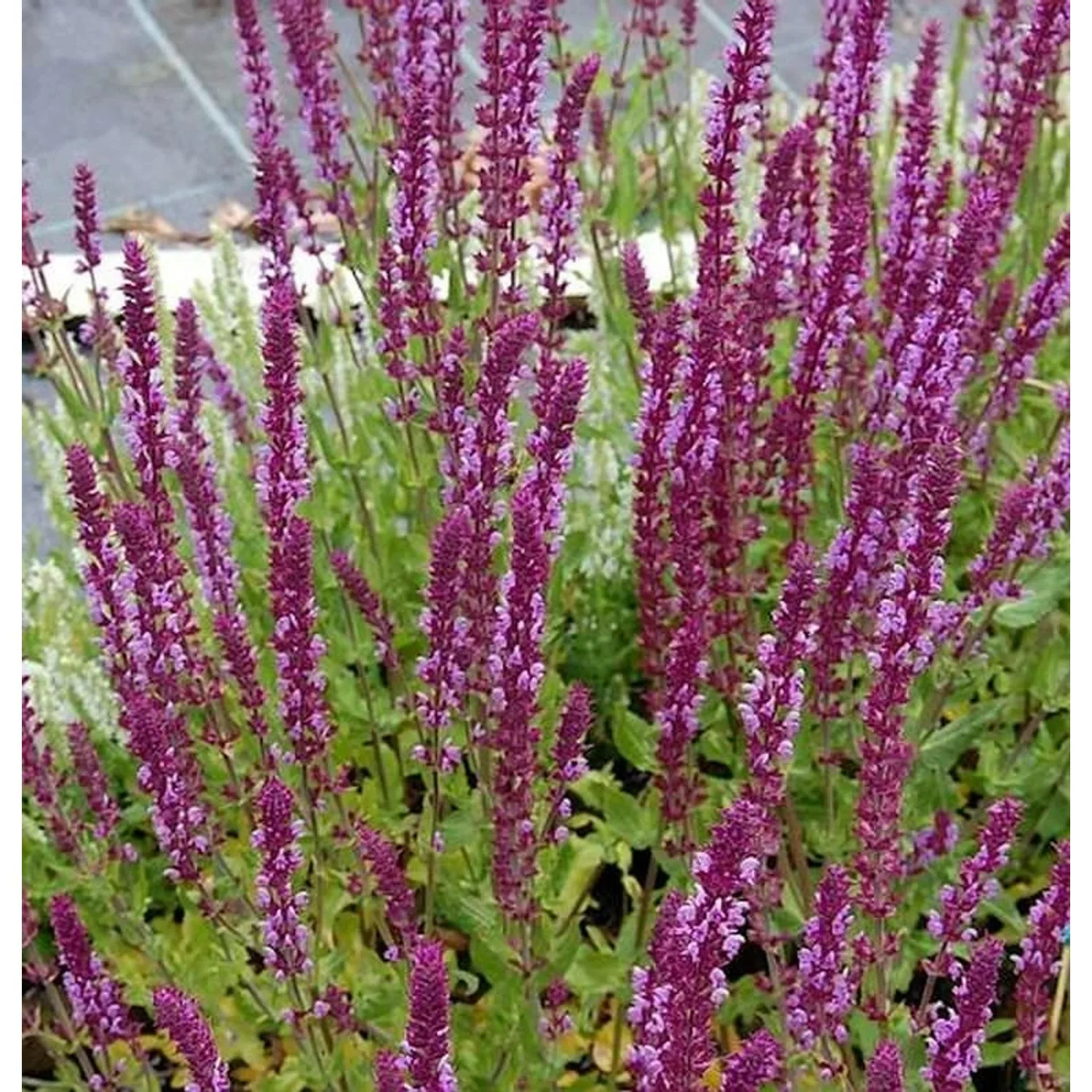 Ziersalbei Amethyst - Salvia nemorosa günstig online kaufen