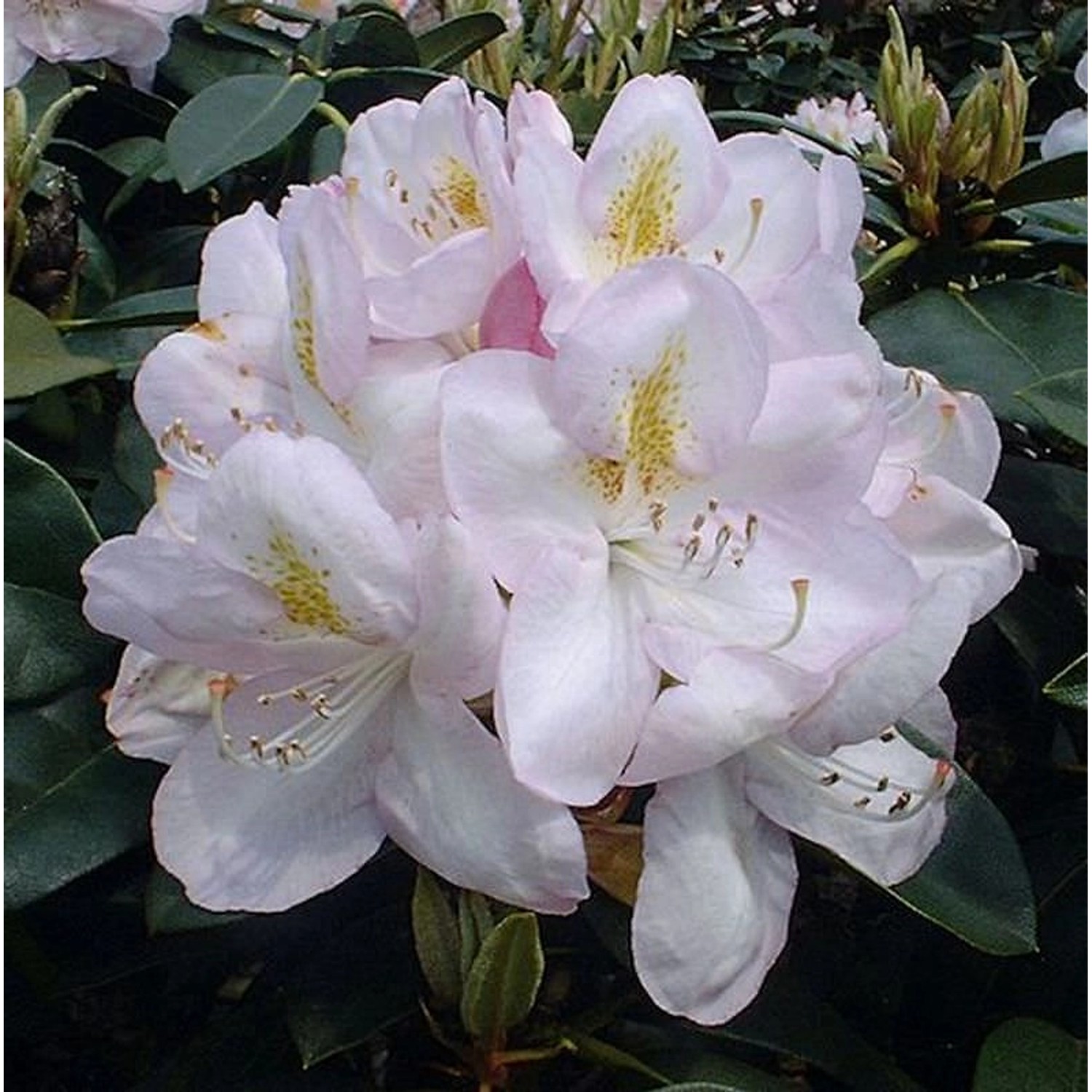 Großblumige Rhododendron Gomer Waterer 30-40cm - Alpenrose günstig online kaufen