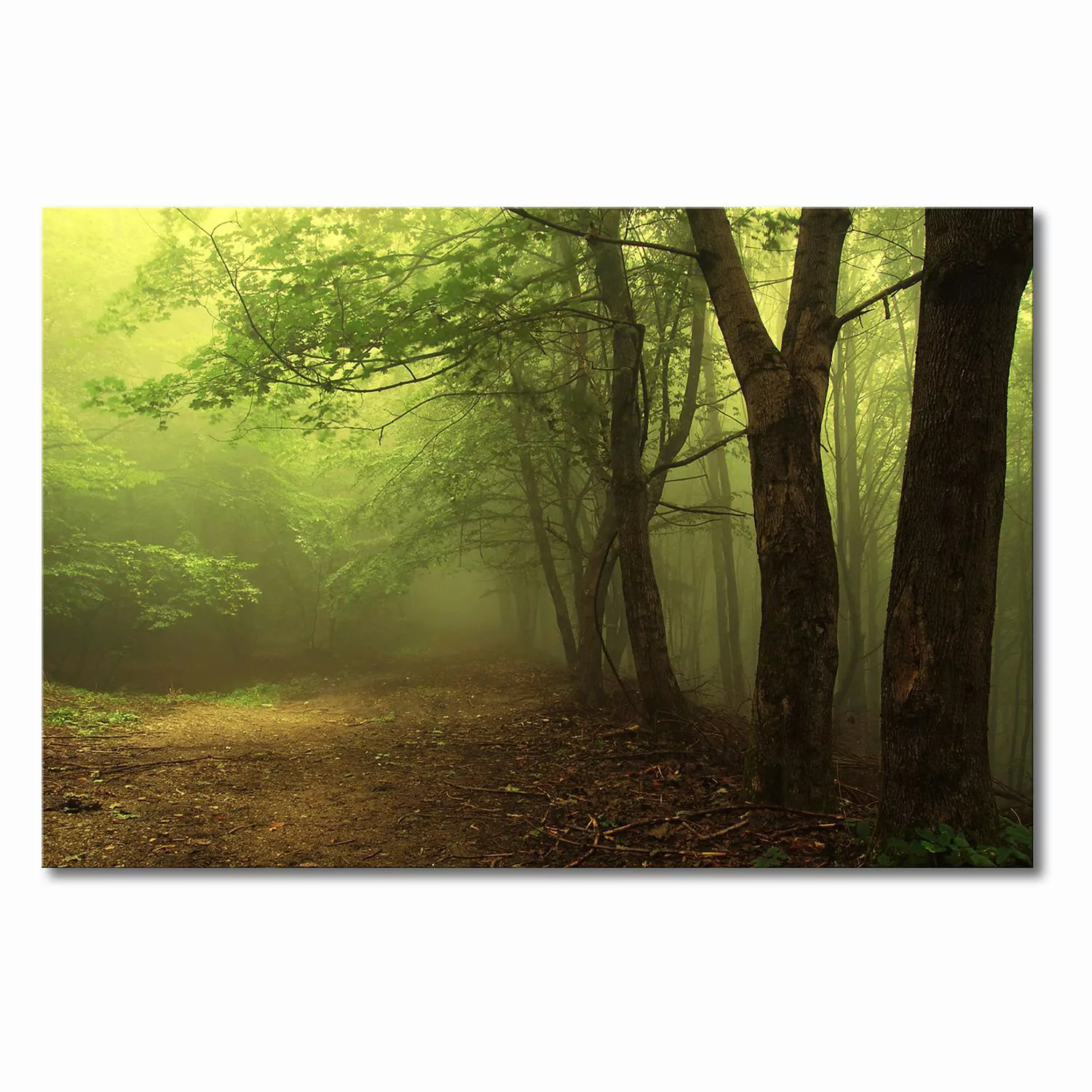 home24 Leinwandbild Green Forest günstig online kaufen