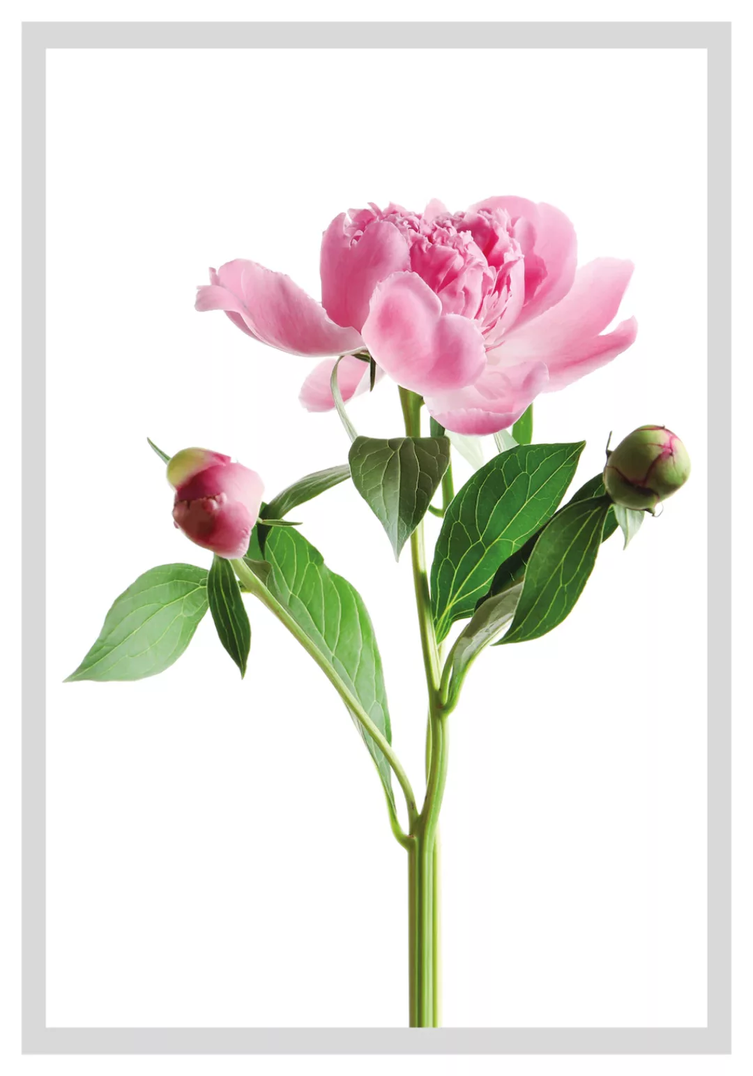 queence Bild "Gundula", Blumen, gerahmt, Rosen günstig online kaufen