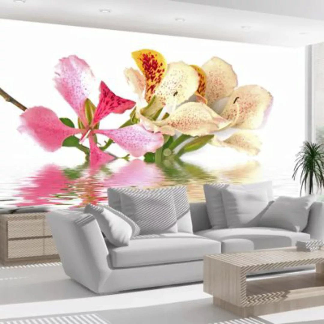 artgeist Fototapete Tropische Blumen (bauhinia) mehrfarbig Gr. 400 x 309 günstig online kaufen
