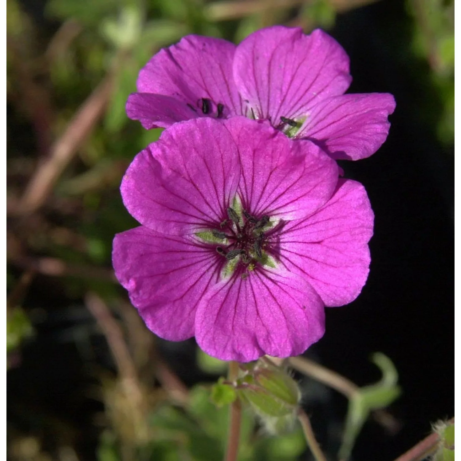 Storchenschnabel Purpureum - Geranium cinereum günstig online kaufen