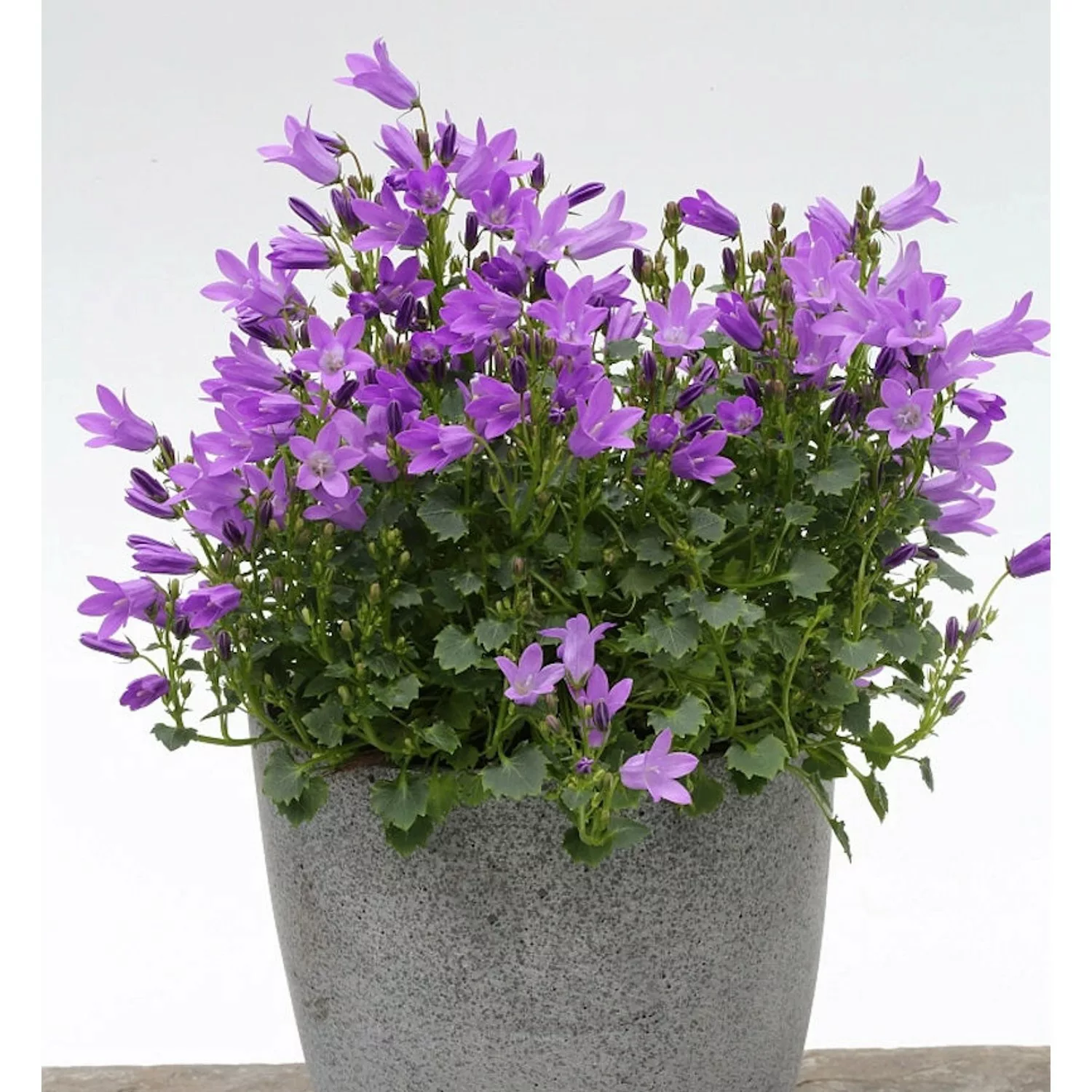 Teppich Glockenblume Resholt - Campanula portenschlagiana günstig online kaufen