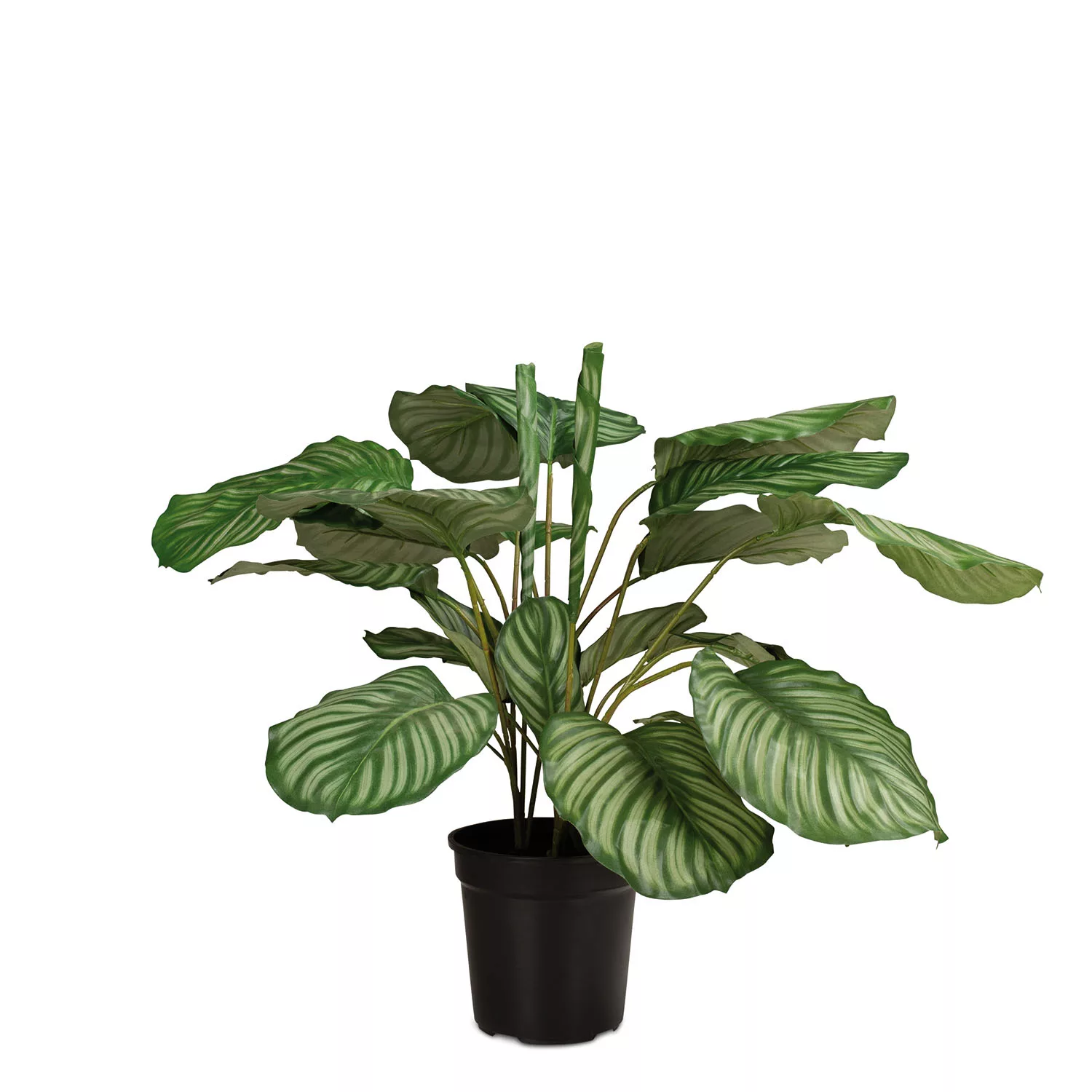 Hochwertige Calathea - Korbmarante Kunstpflanze grün günstig online kaufen