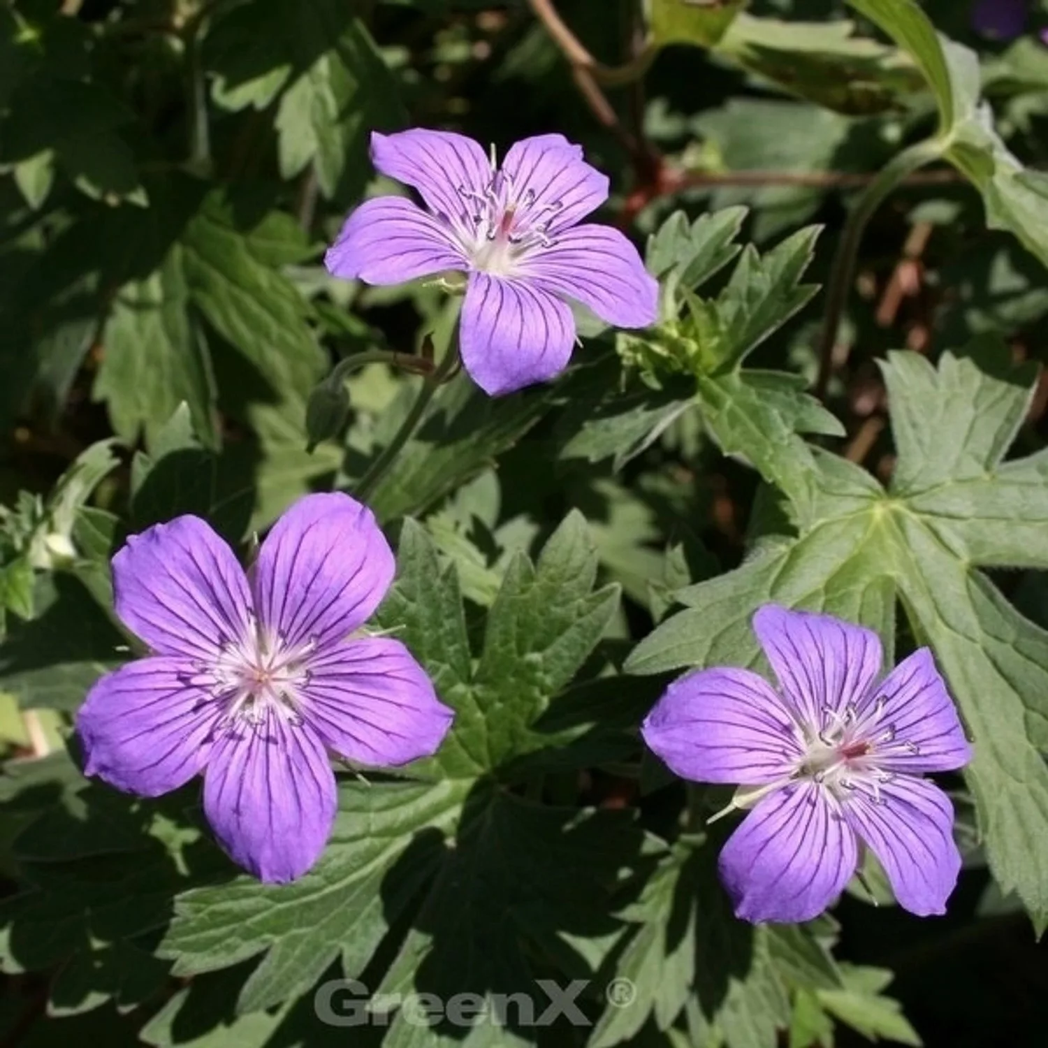 Sibirische Storchschnabel - Geranium wlassovianum günstig online kaufen