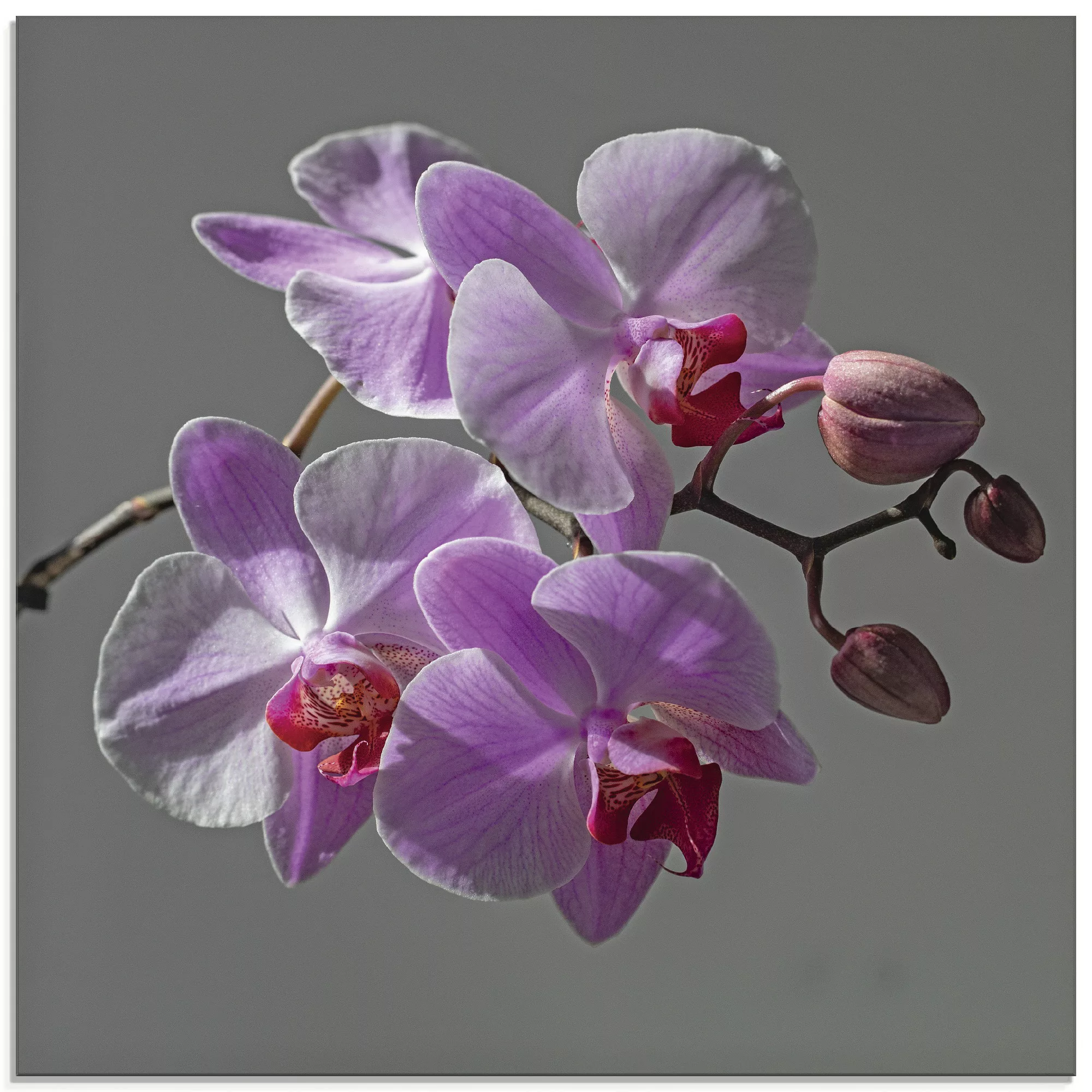 Artland Glasbild »Orchideentraum«, Blumen, (1 St.), in verschiedenen Größen günstig online kaufen