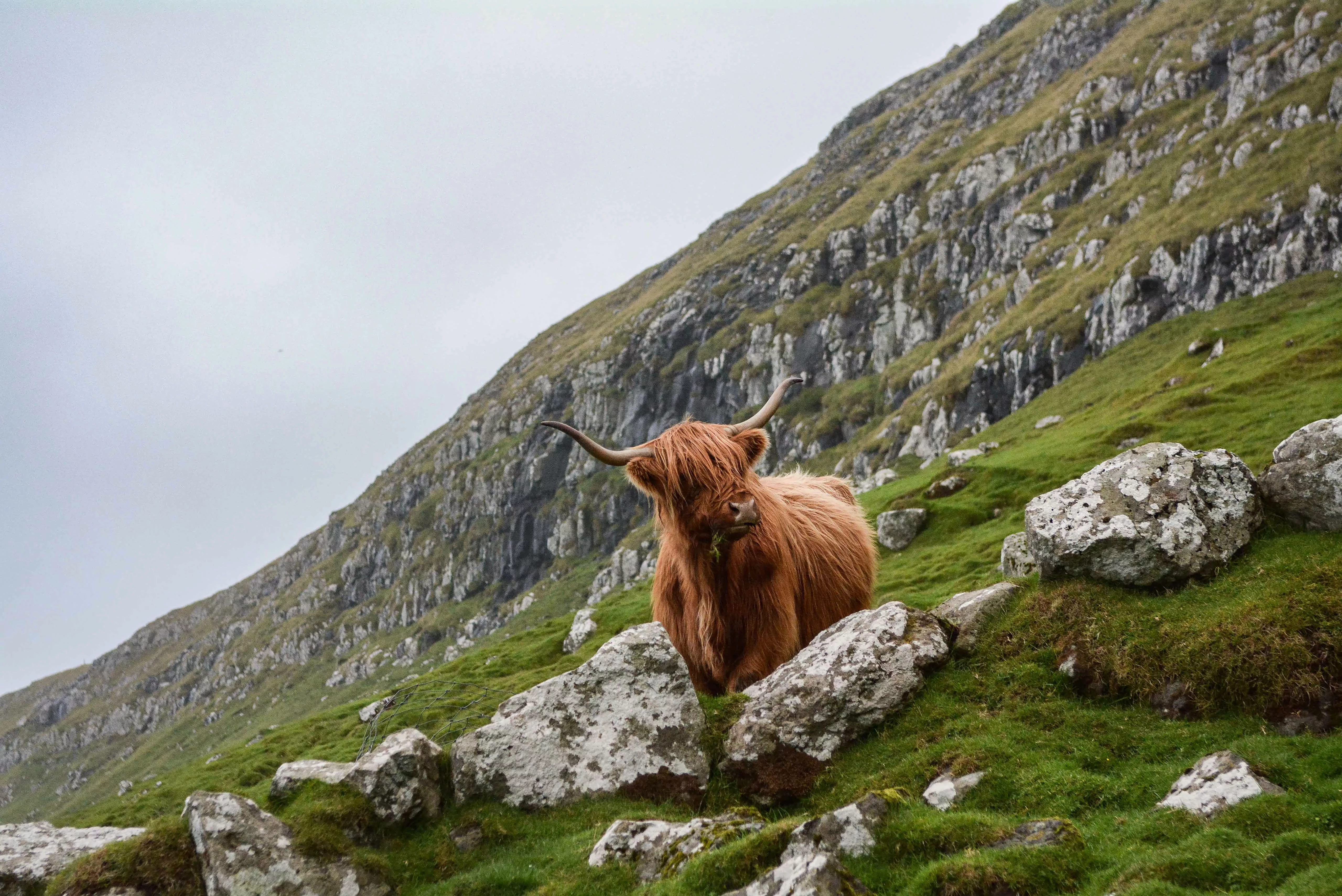 Wandkraft | Wanddekoration Scottish Highlander günstig online kaufen