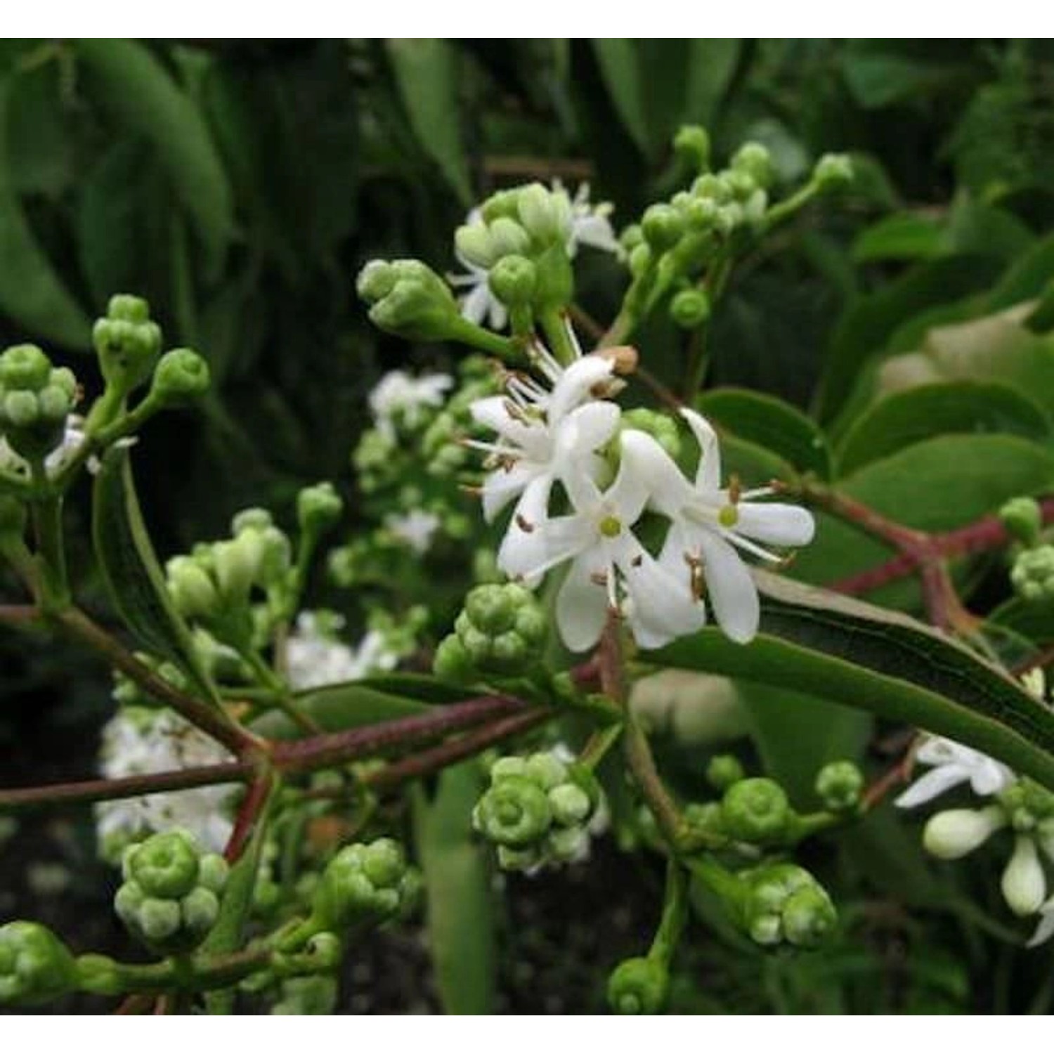 Sieben Söhne des Himmels Strauch 60-80cm - Heptacodium miconioides günstig online kaufen