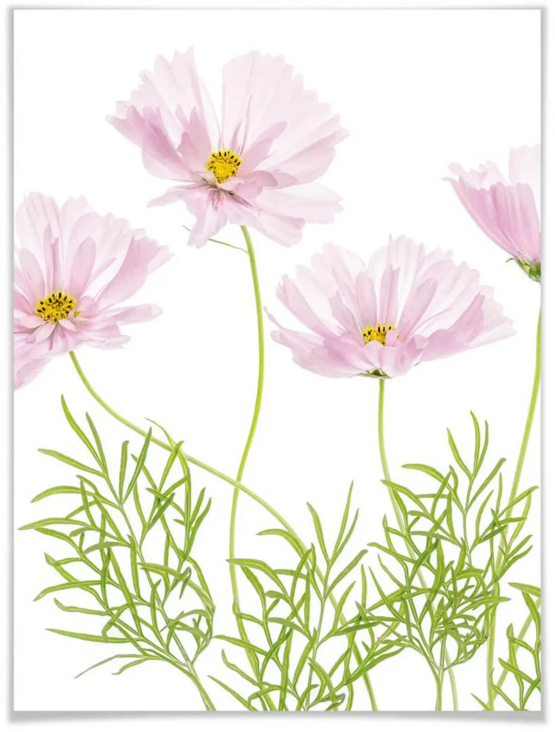 Wall-Art Poster »Sommerblume«, Blumen, (1 St.), Poster ohne Bilderrahmen günstig online kaufen
