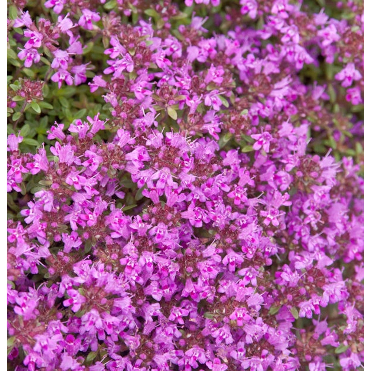 Polsterthymian Purple Beauty - Thymus praecox günstig online kaufen