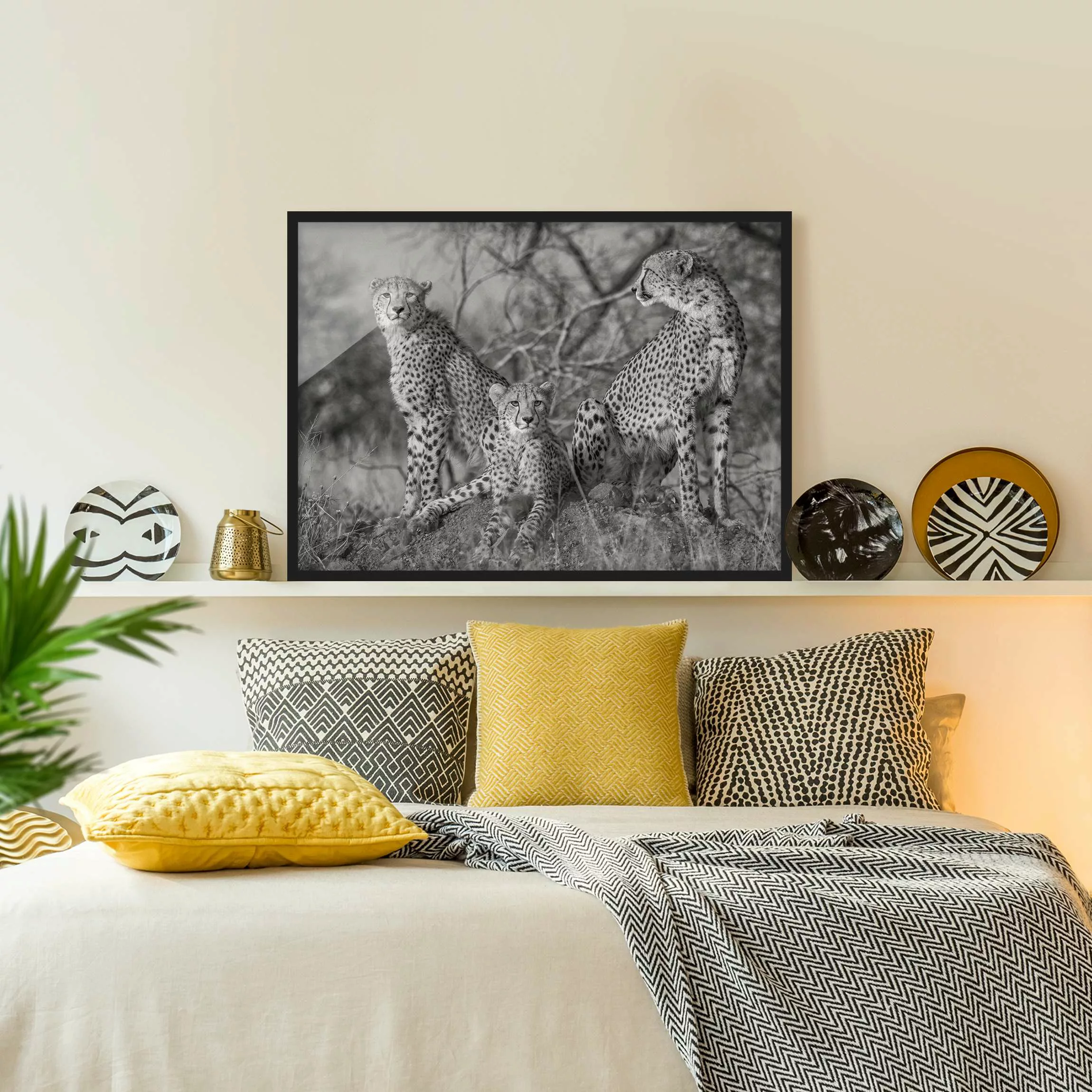 Bild mit Rahmen Schwarz-Weiß - Querformat Drei Geparden günstig online kaufen