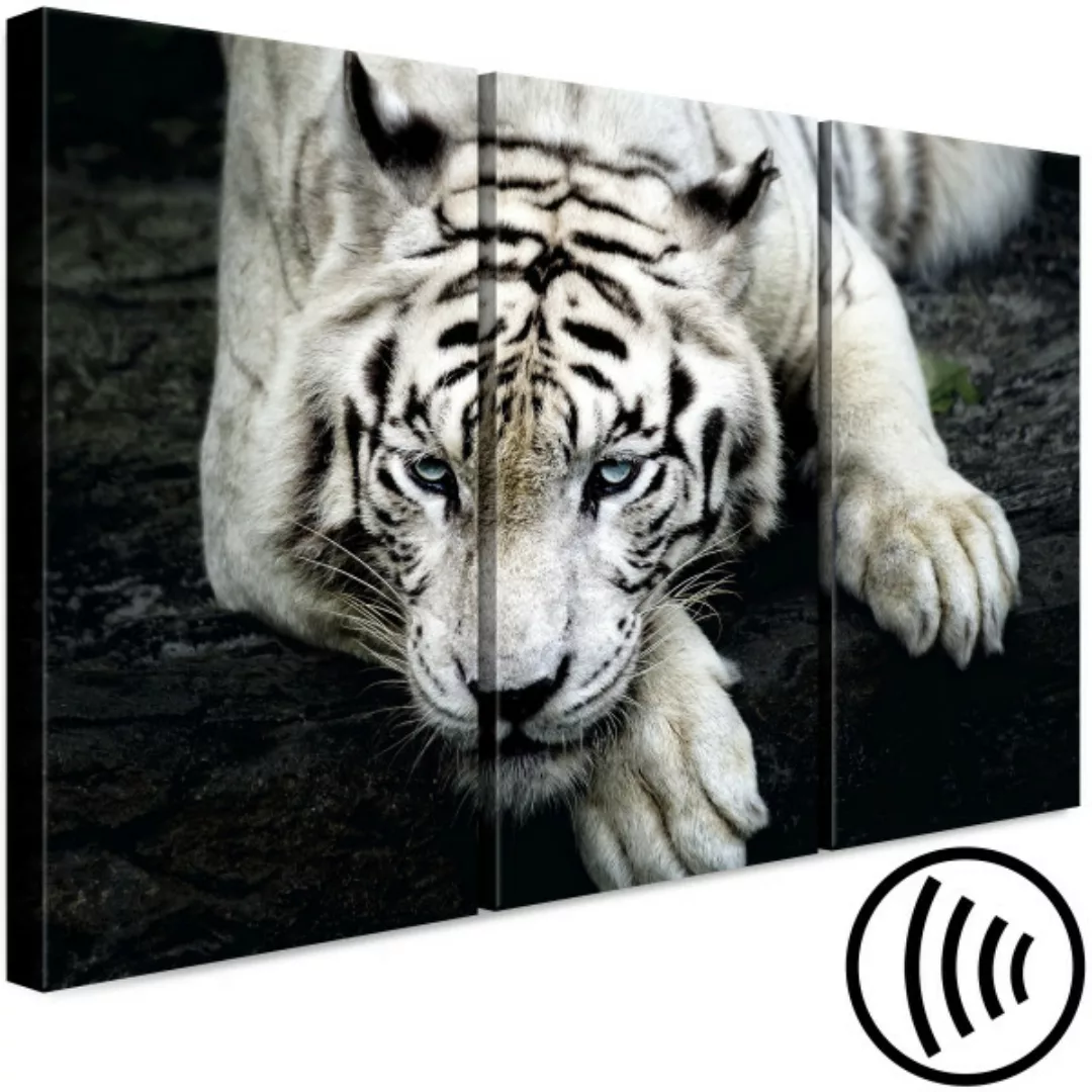 Leinwandbild Ruhiger Tiger - Triptychon mit einem liegendem Tiger XXL günstig online kaufen