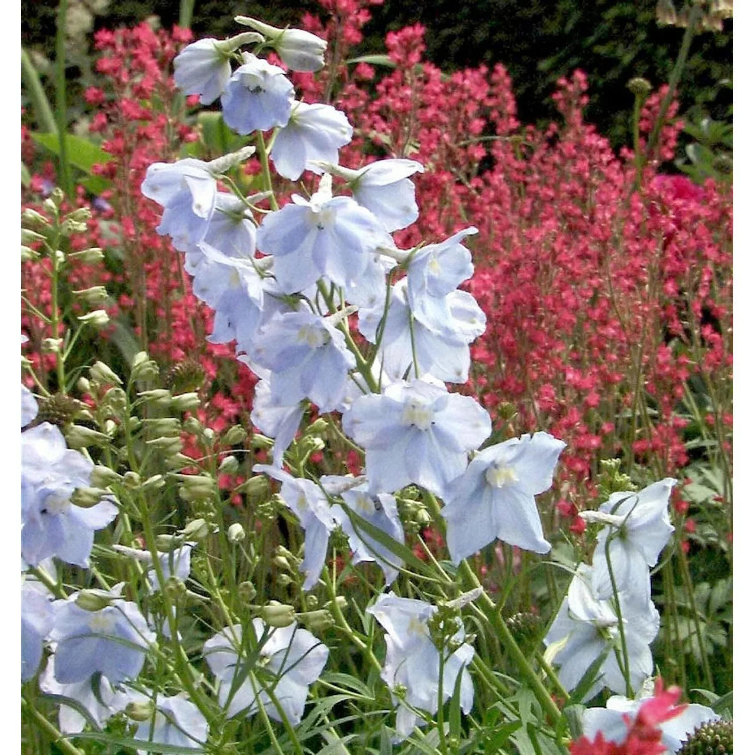 Rittersporn Ballkleid - Delphinium belladonna günstig online kaufen