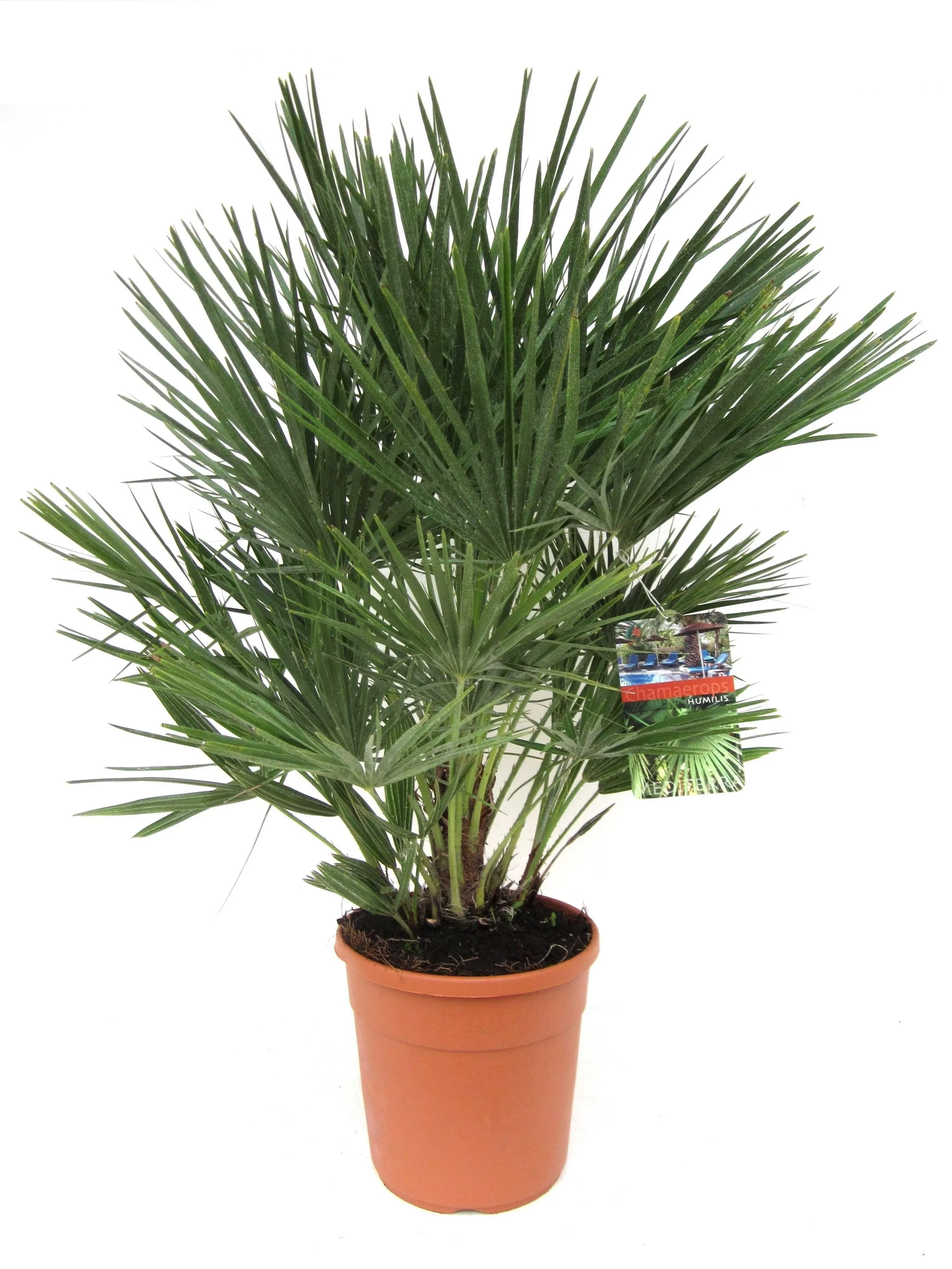 Perfect Plant | Europäische Zwergpalme Chamaerops Humilis günstig online kaufen