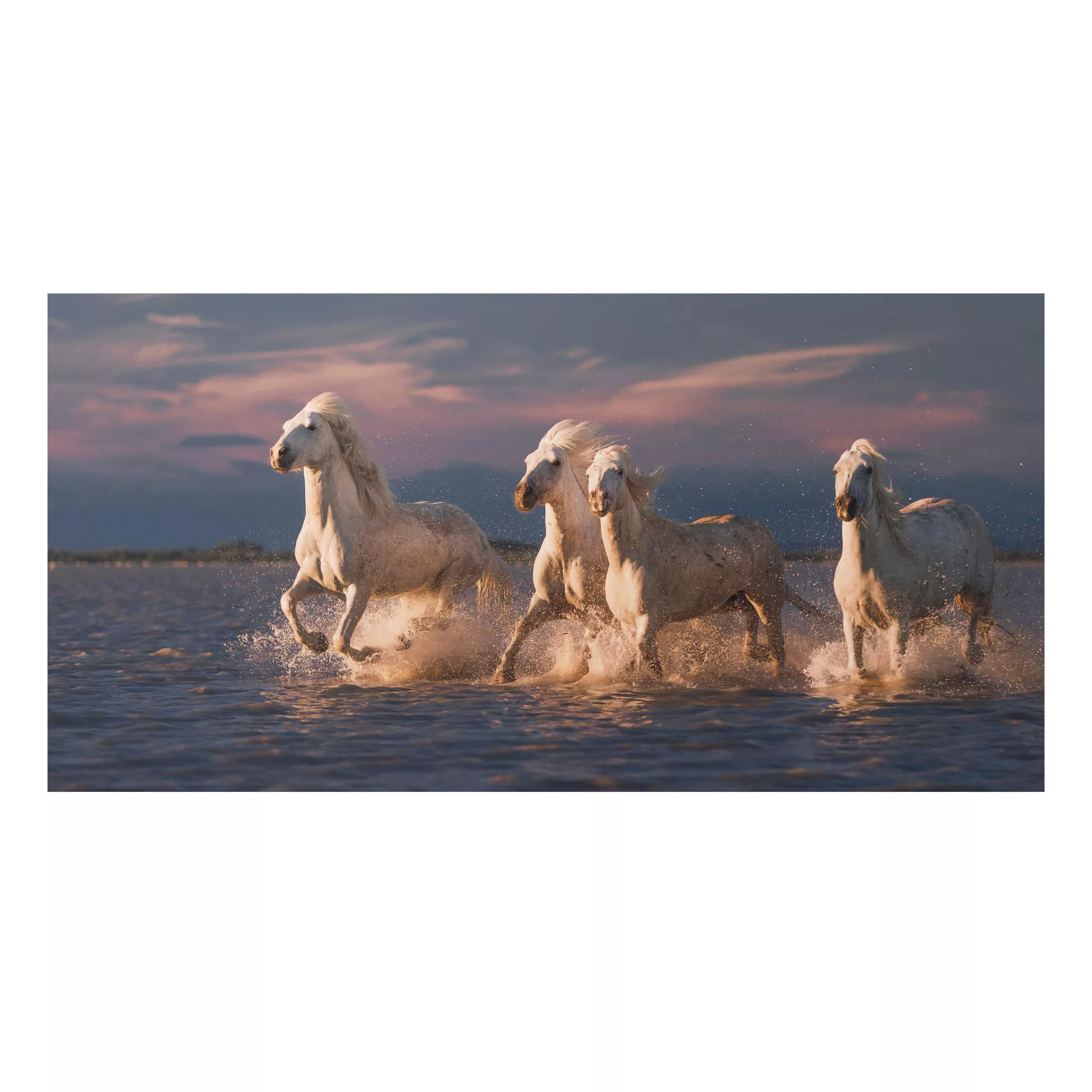 Alu-Dibond Bild Tiere - Querformat Wilde Pferde in Kamargue günstig online kaufen