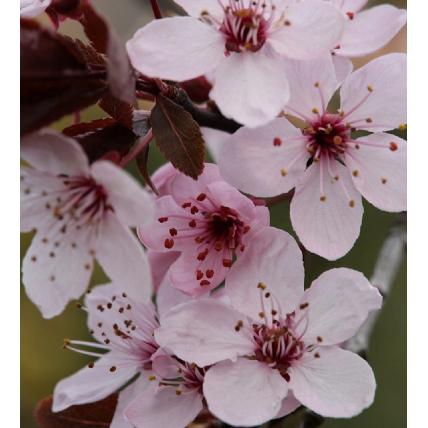 Blutpflaume Spring Glory 100-125cm - Prunus cerasifera günstig online kaufen