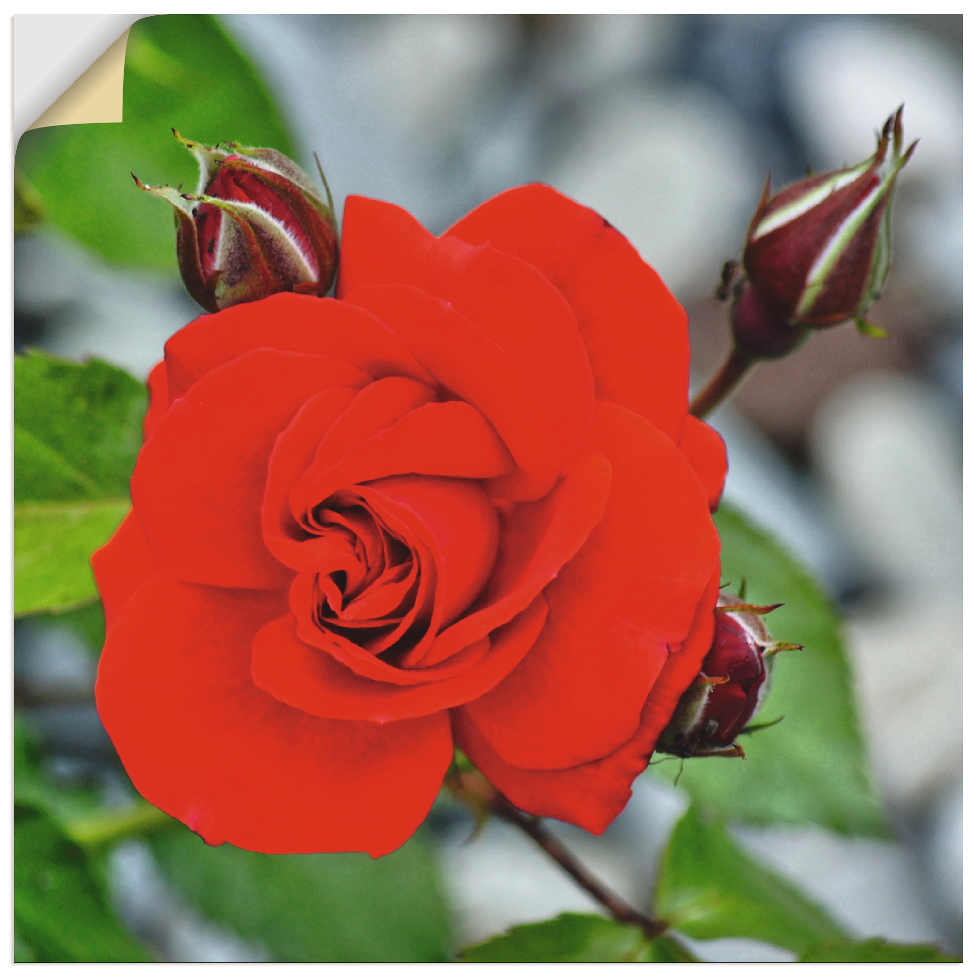 Artland Wandbild "Rote Rosenblüte mit Knospen", Blumen, (1 St.), als Leinwa günstig online kaufen