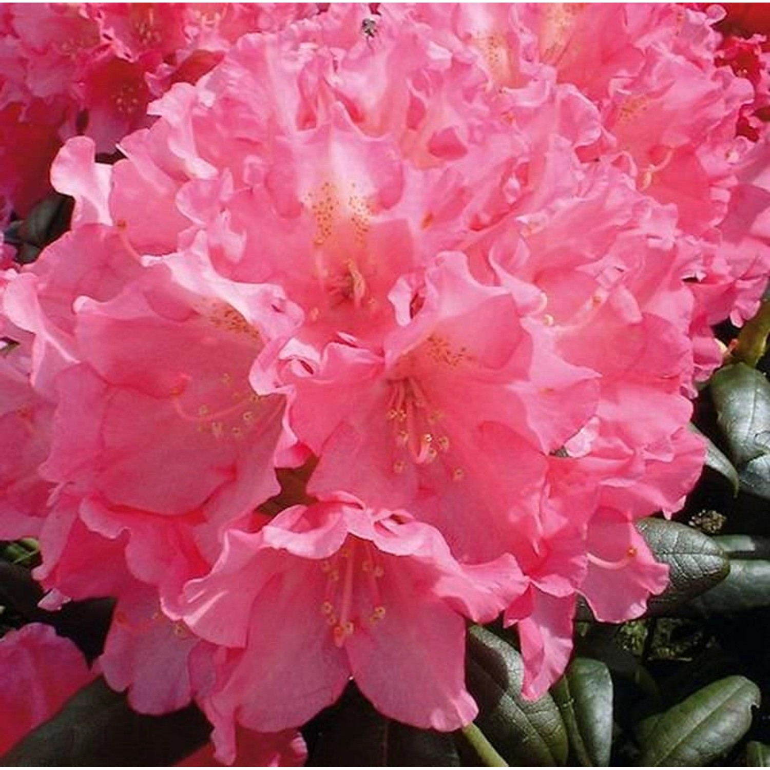 Rhododendron Polaris 40-50cm - Alpenrose günstig online kaufen