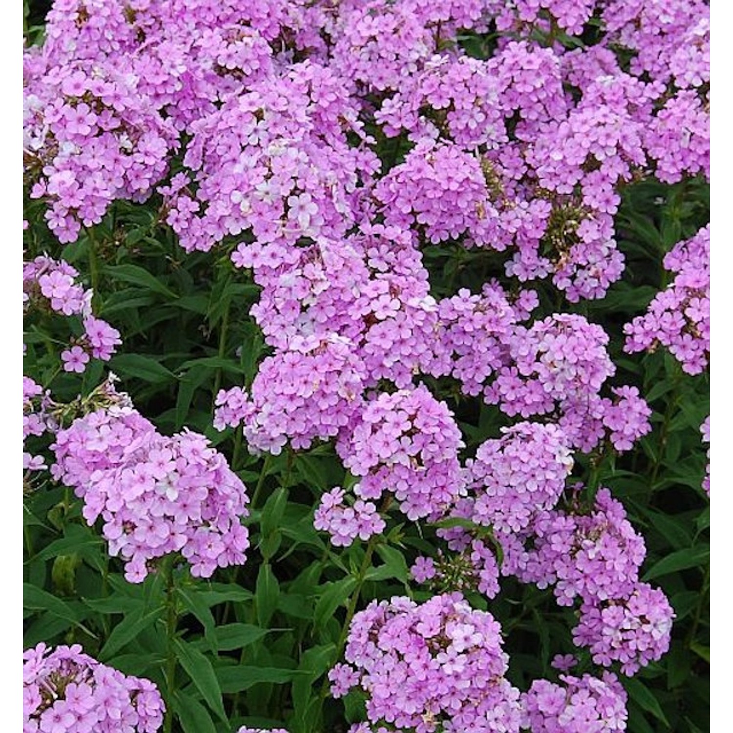 Hohe Flammenblume Hesperis - Phlox paniculata günstig online kaufen