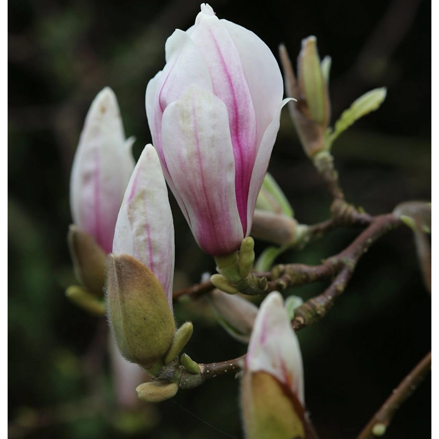 Hochstamm Tulpen Magnolie 100-125cm - Magnolia soulangiana günstig online kaufen