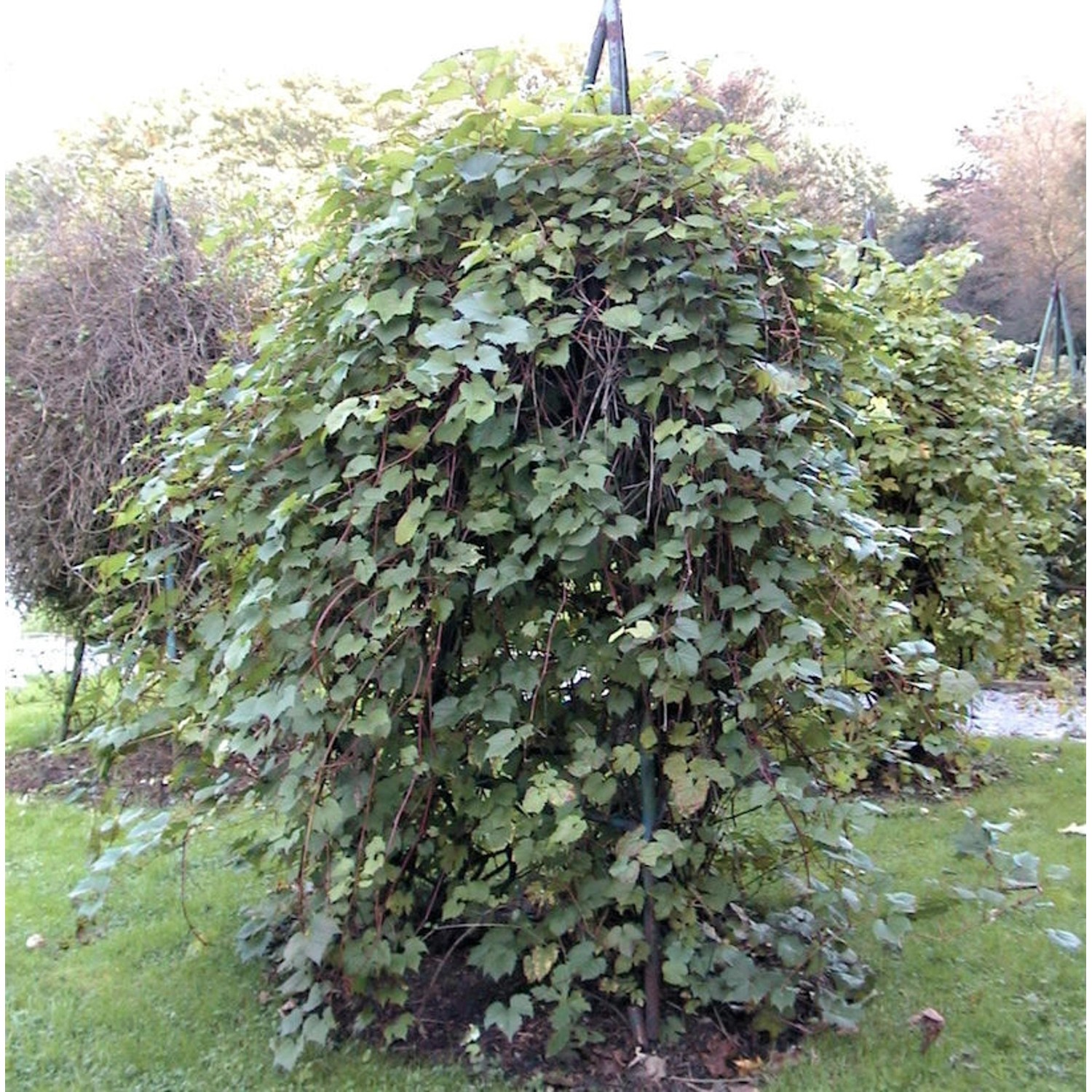 Wilder Wein 40-60cm - Parthenocissus inserta günstig online kaufen