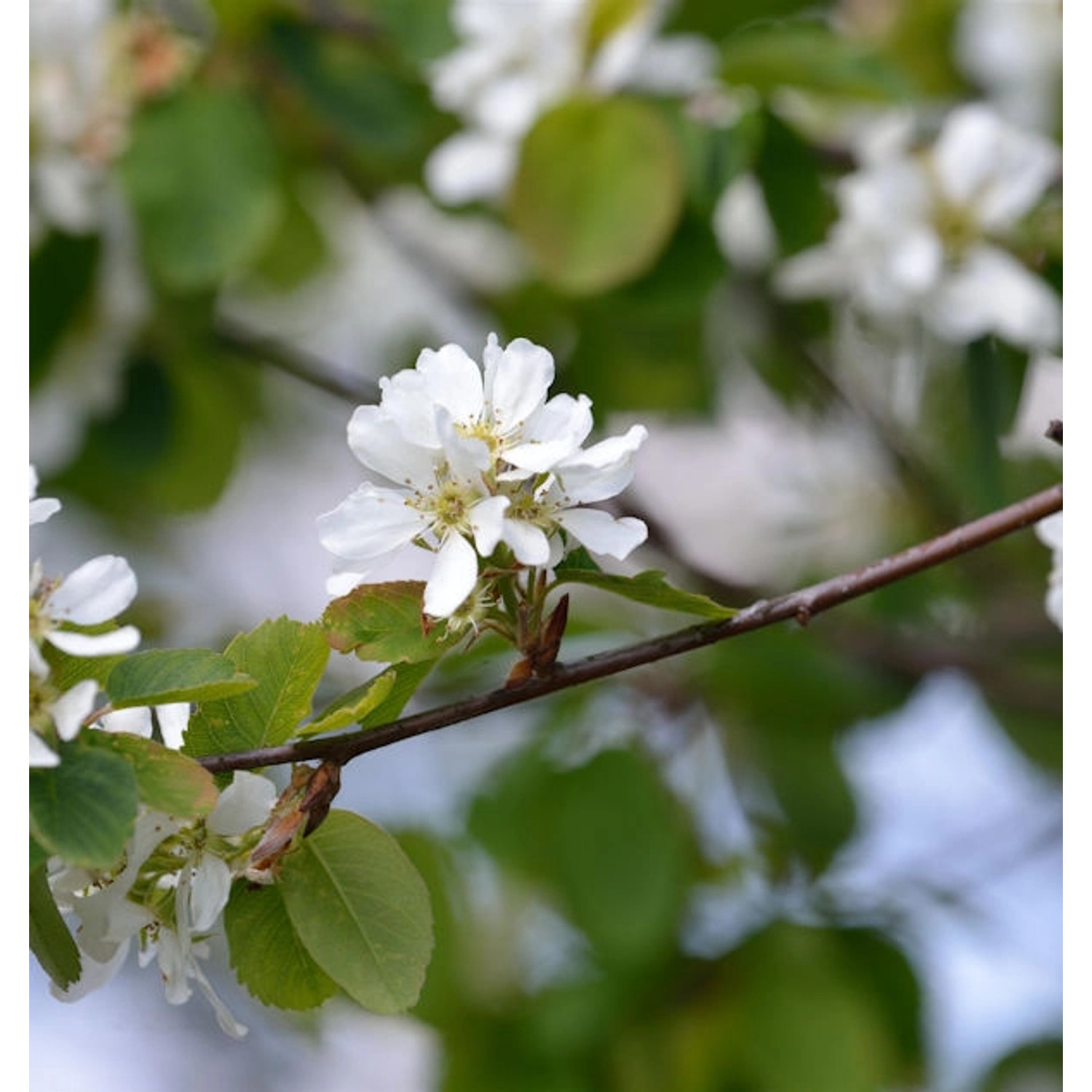 Erlenblättrige Felsenbirne Greatberry Fruity 40-60cm - Amelanchier alnifoli günstig online kaufen