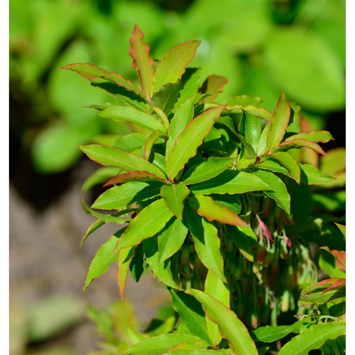 Kaukasische Heidelbeere 20-25cm - Vaccinium arctostaphylos günstig online kaufen