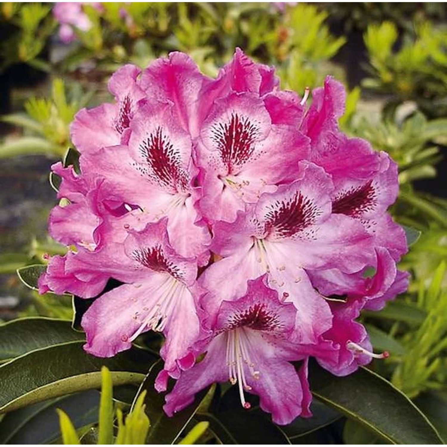 Großblumige Rhododendron Helen Martin 30-40cm - Alpenrose günstig online kaufen