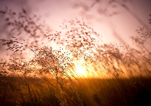 Papermoon Fototapete »Summer Dry Grass« günstig online kaufen