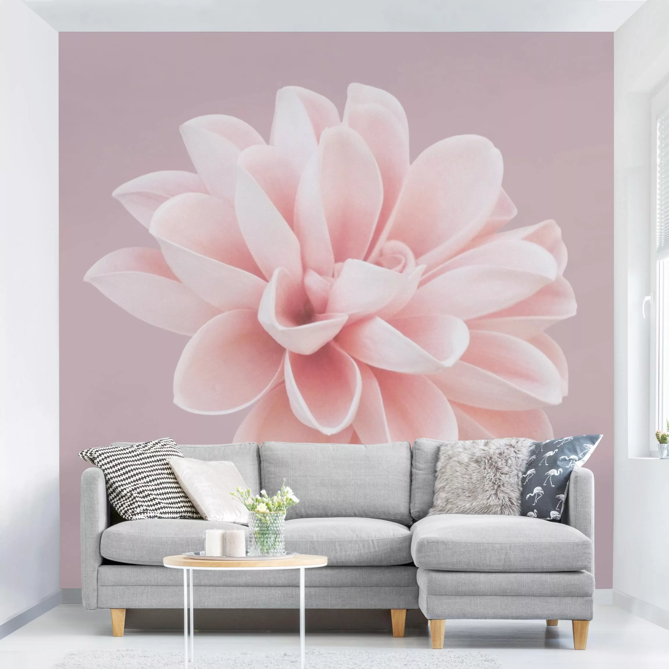 Fototapete Dahlie Blume Lavendel Rosa Weiß günstig online kaufen