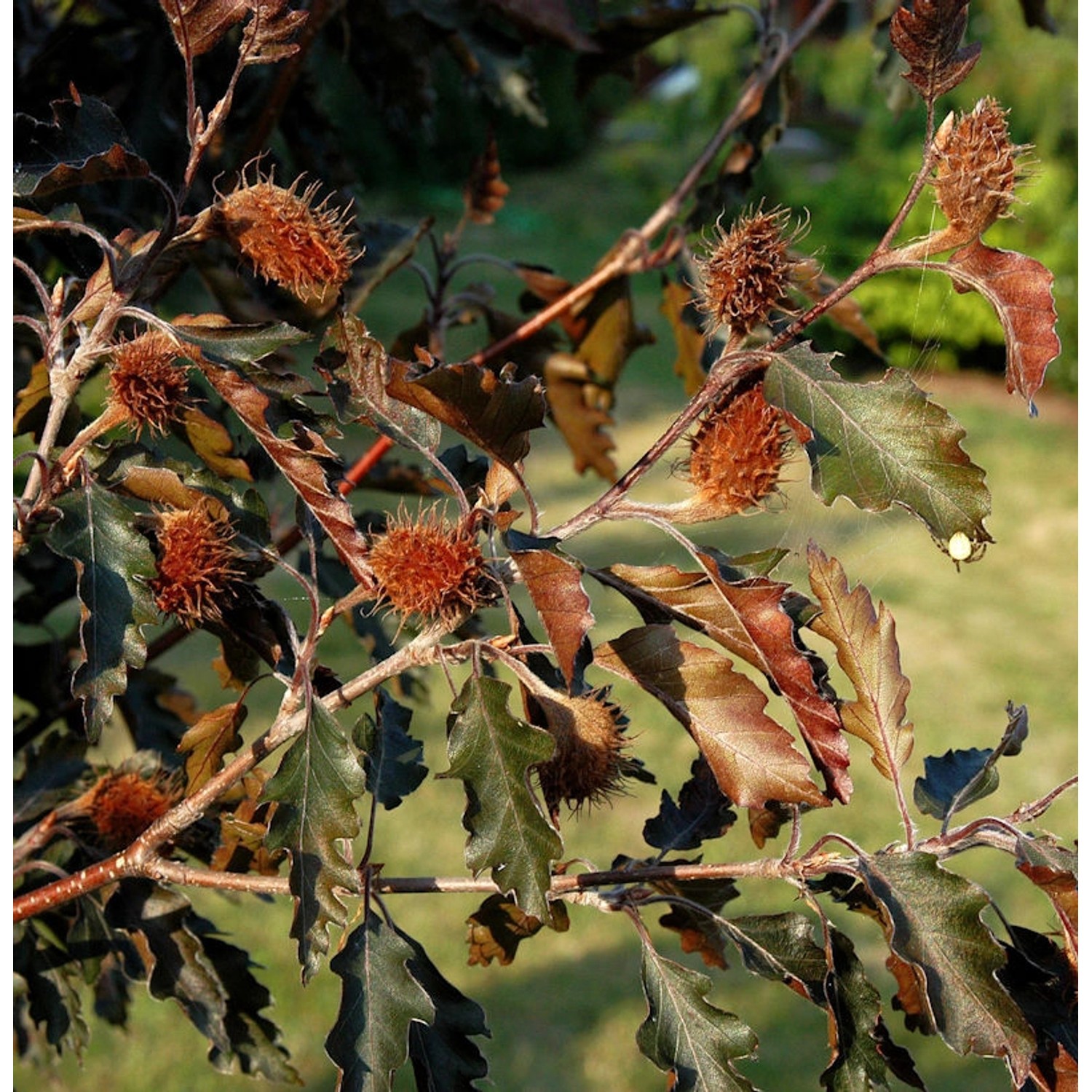 Rotlaubige Buche Rohanii 40-60cm - Fagus sylvatica günstig online kaufen