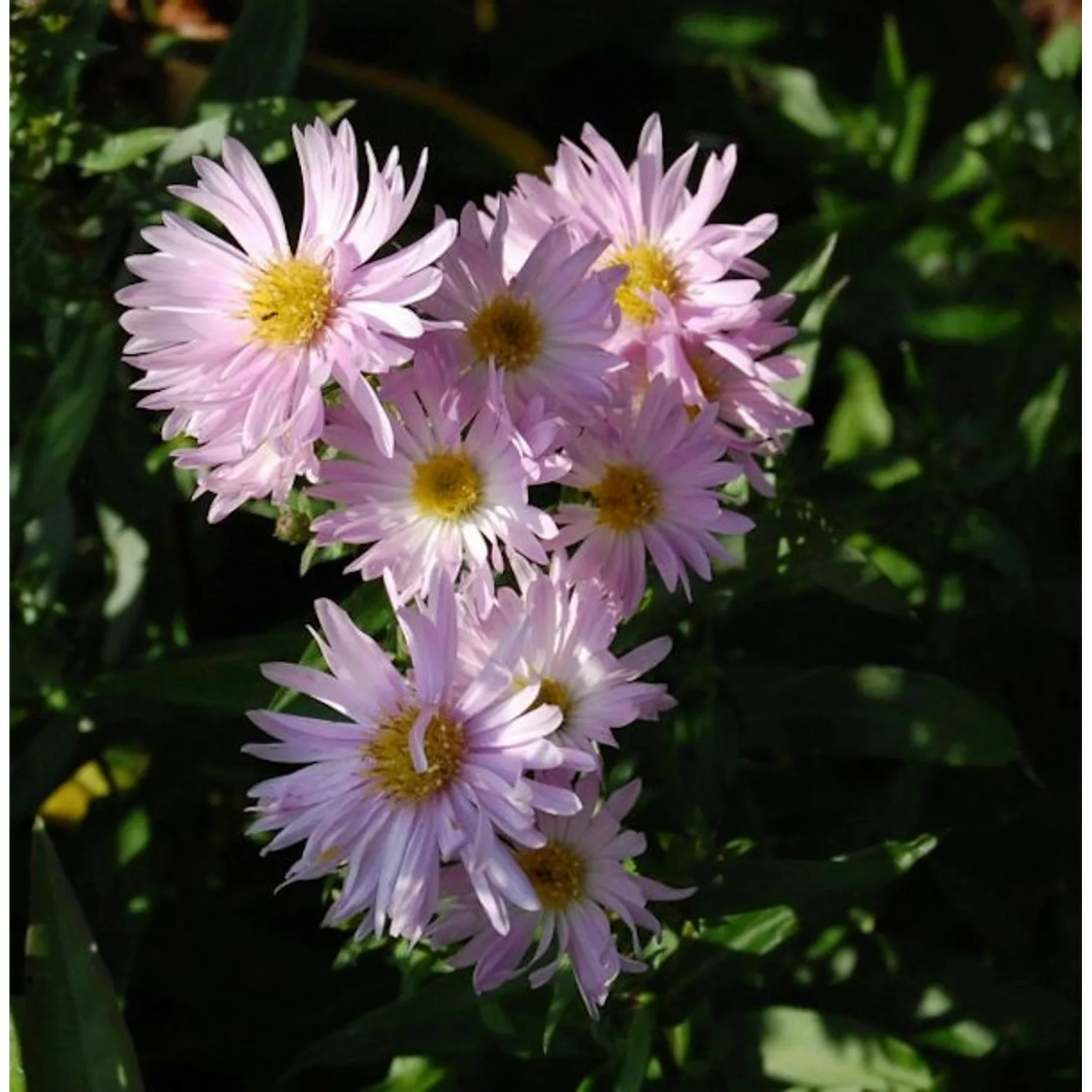 Rauhblattaster Fellowship - Aster novae angliae günstig online kaufen