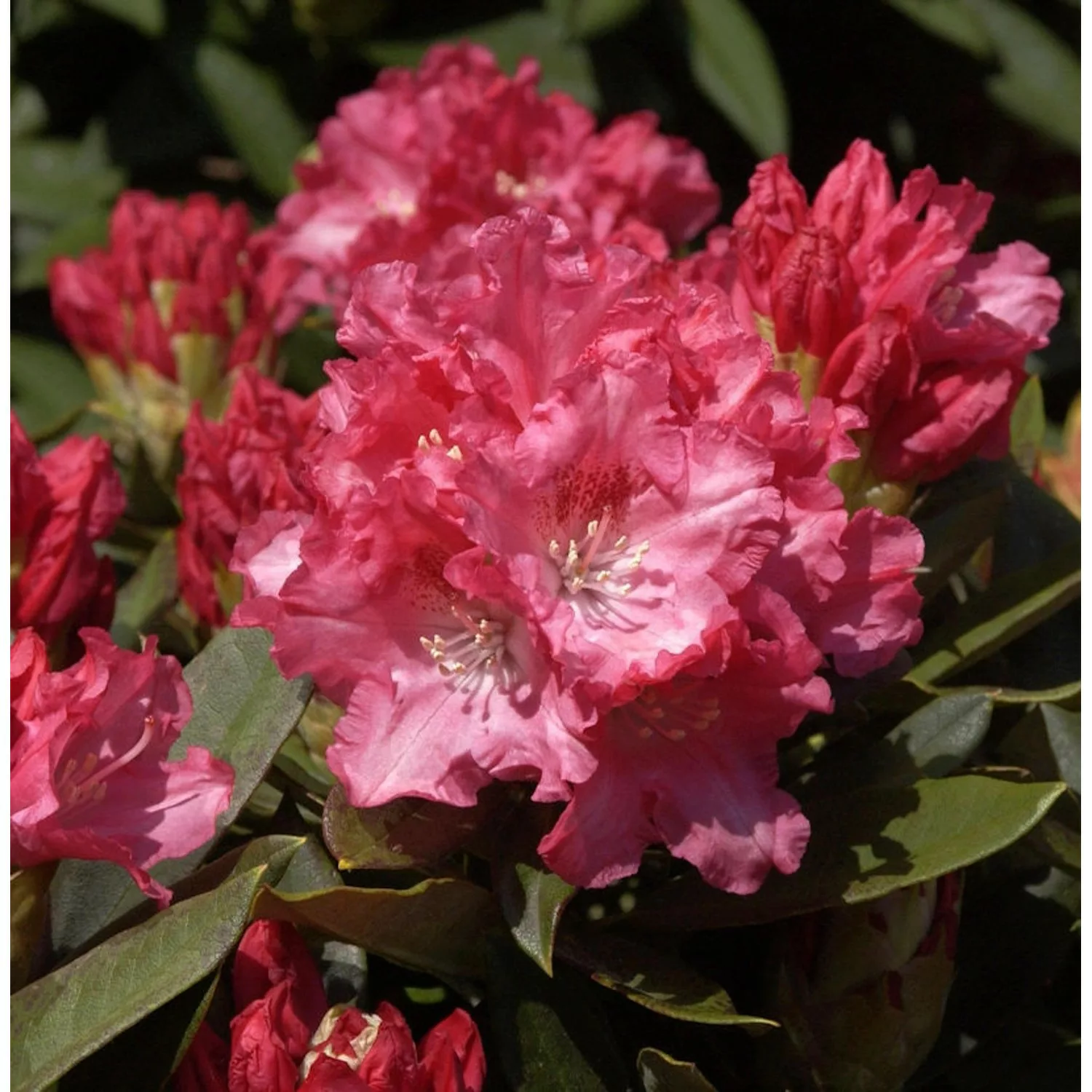 Rhododendron Tina Heinje 30-40cm - Alpenrose günstig online kaufen
