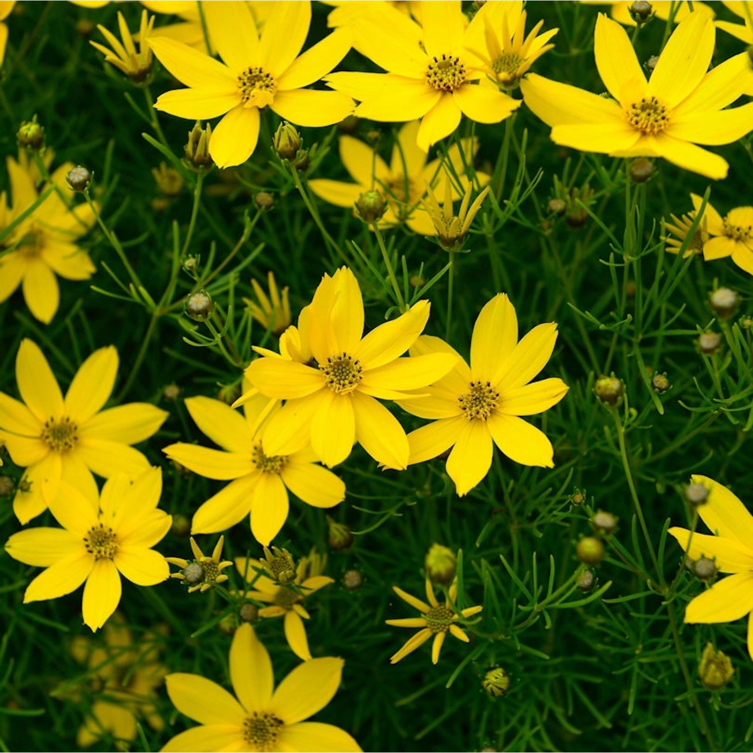 Mädchenauge Schöngesicht -  Coreopsis verticillata günstig online kaufen