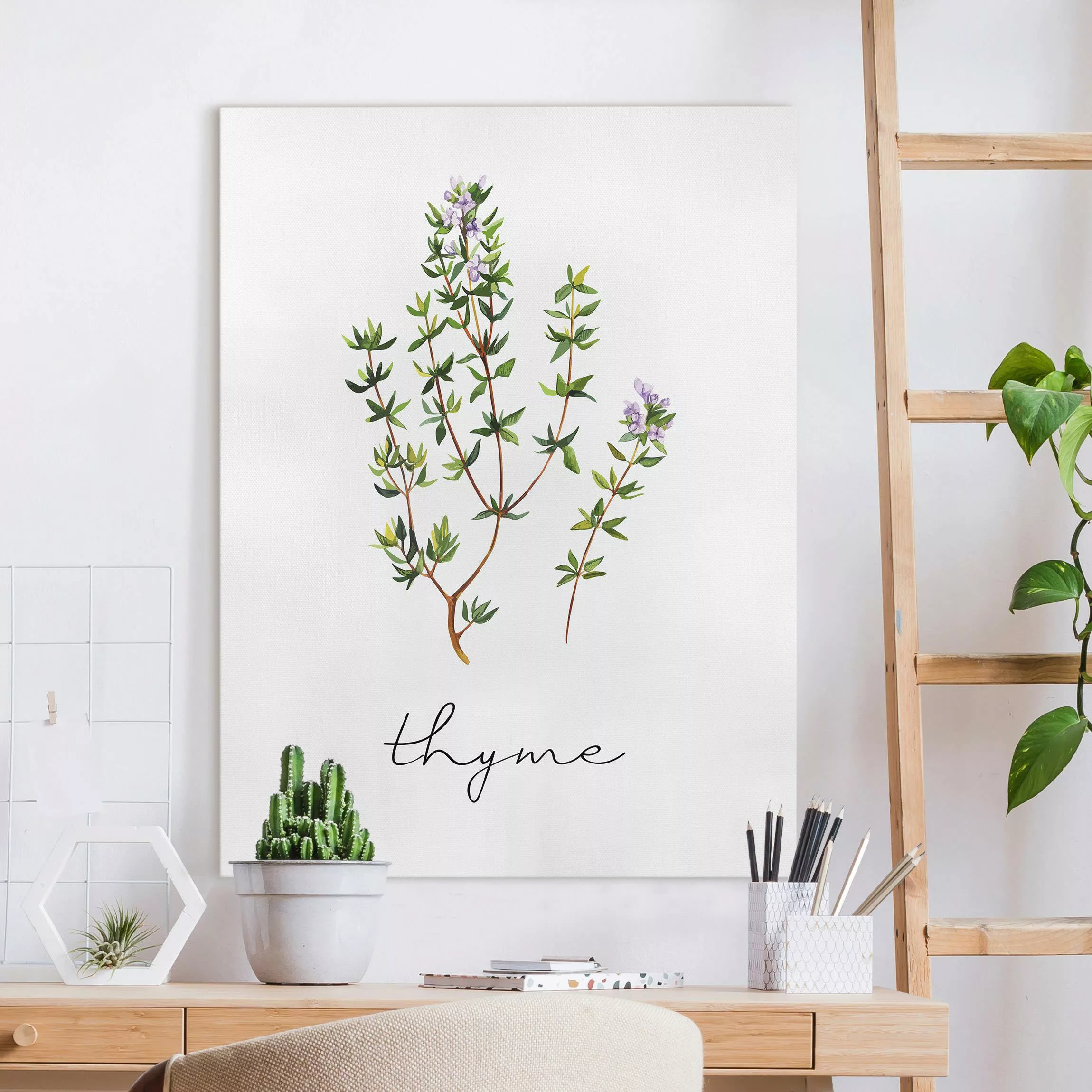 Leinwandbild Kräuter Illustration Thymian günstig online kaufen