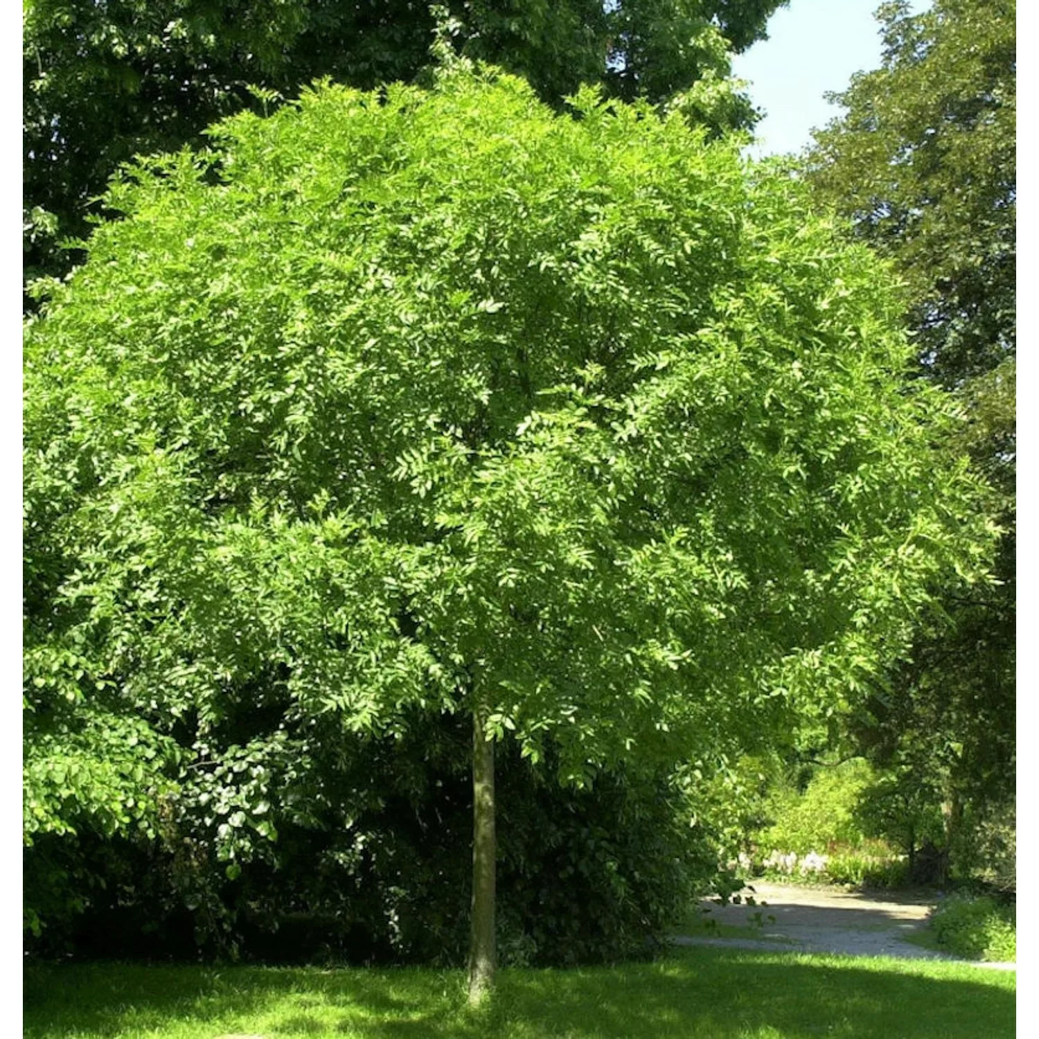 Hochstamm Kugel Esche Grüne Kugel 80-100cm - Fraxinus günstig online kaufen