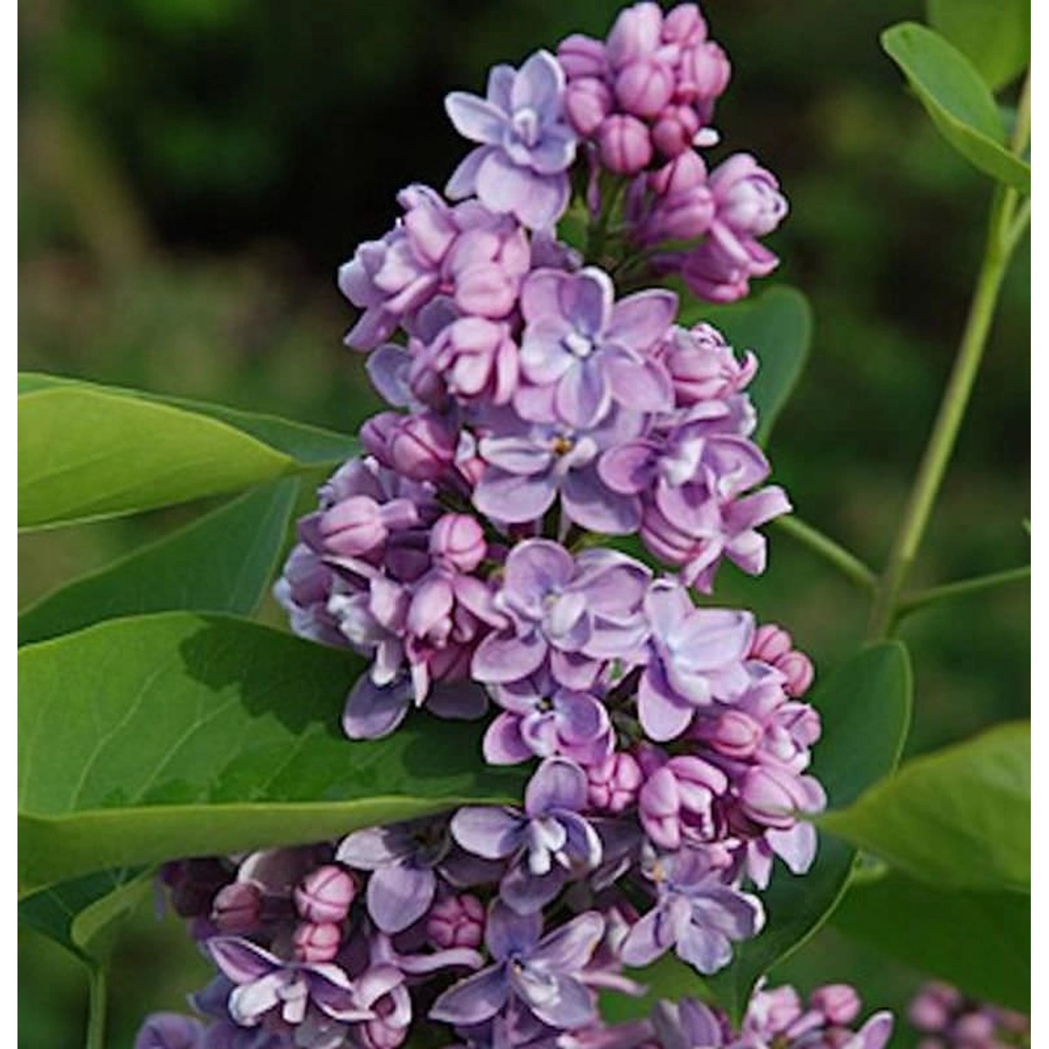 Edelflieder Paul Thirion 40-60cm - Syringa vulgaris günstig online kaufen