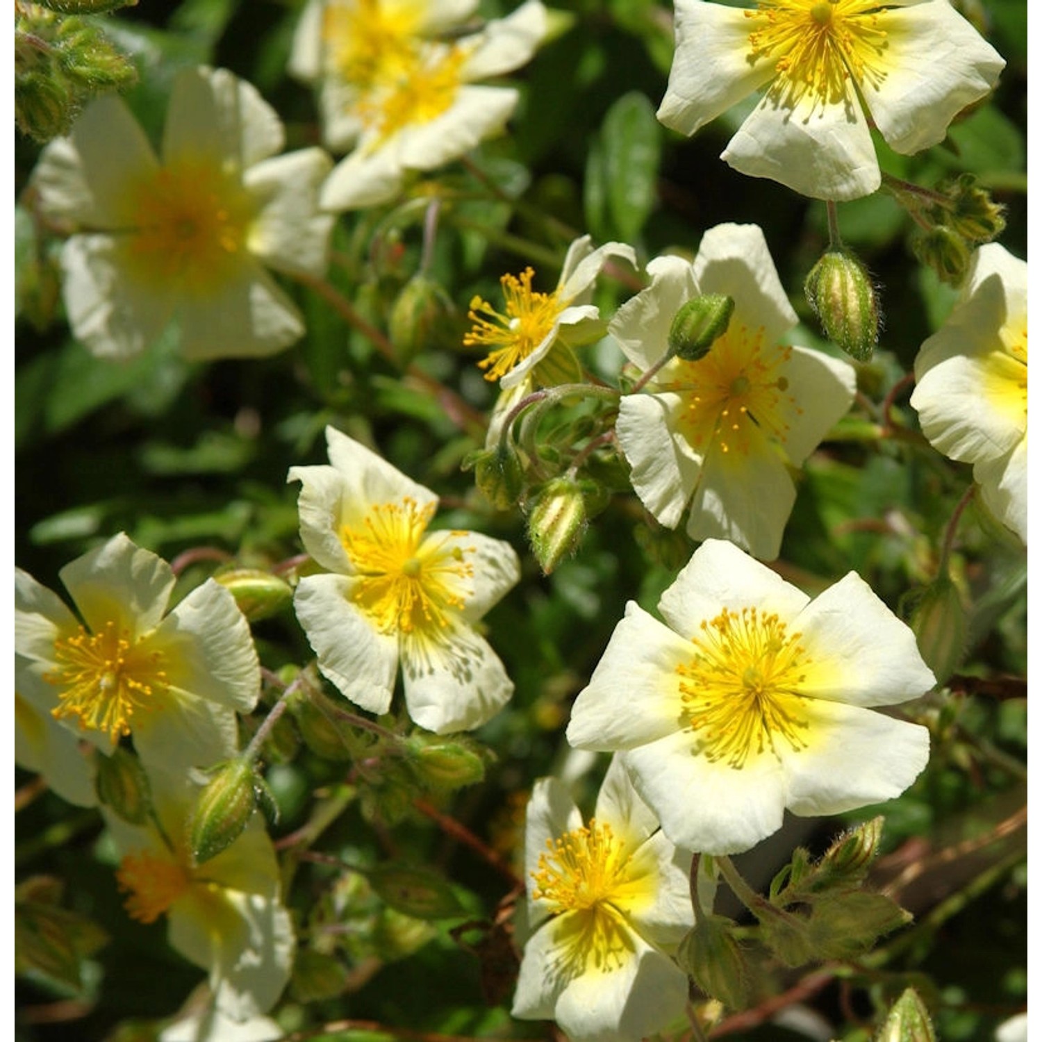 Sonnenröschen Elfenbeinglanz - Helianthemum cultorum günstig online kaufen