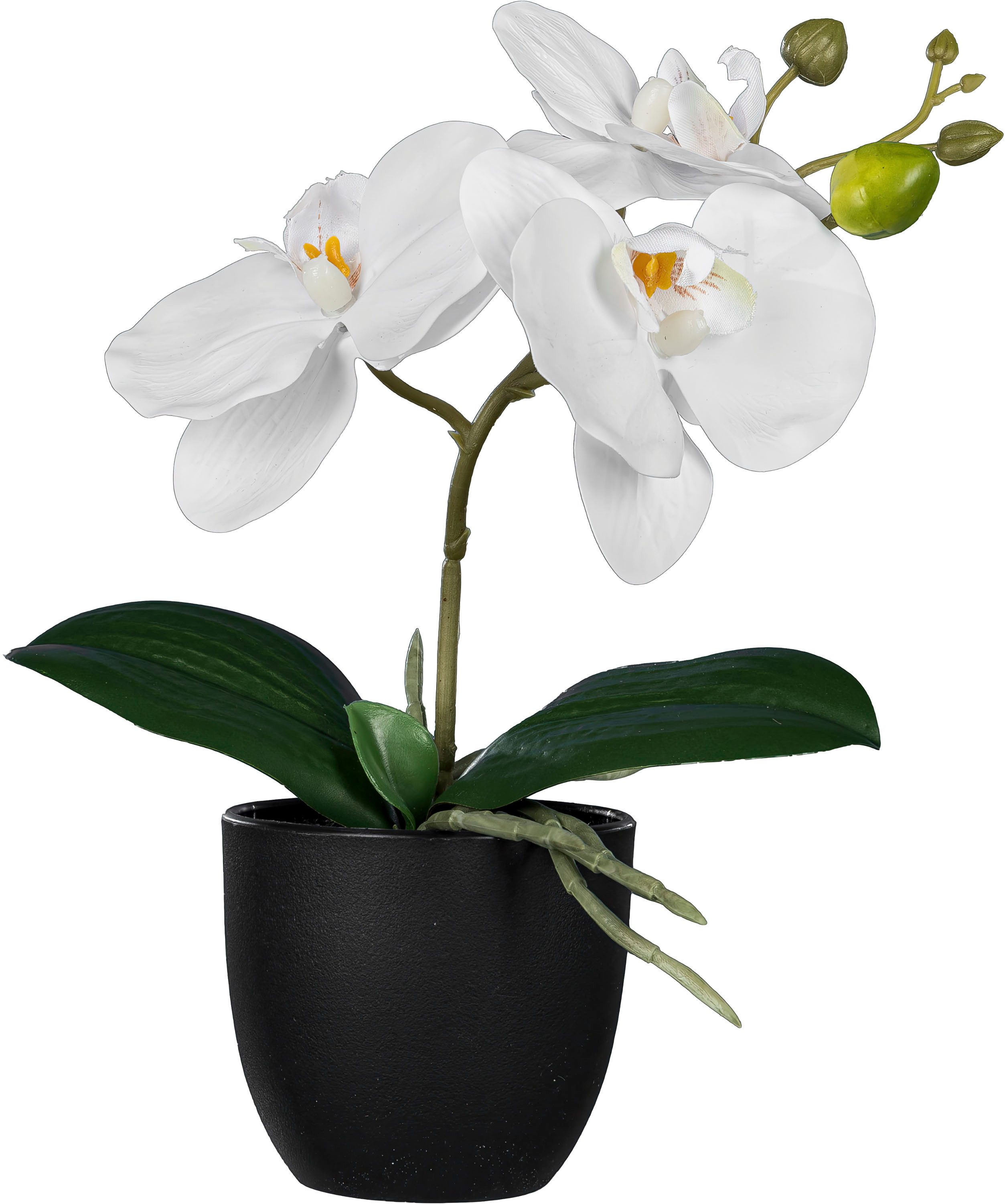 Kunstorchidee Orchidee Phalaenopsis, Creativ green, Höhe günstig online kaufen