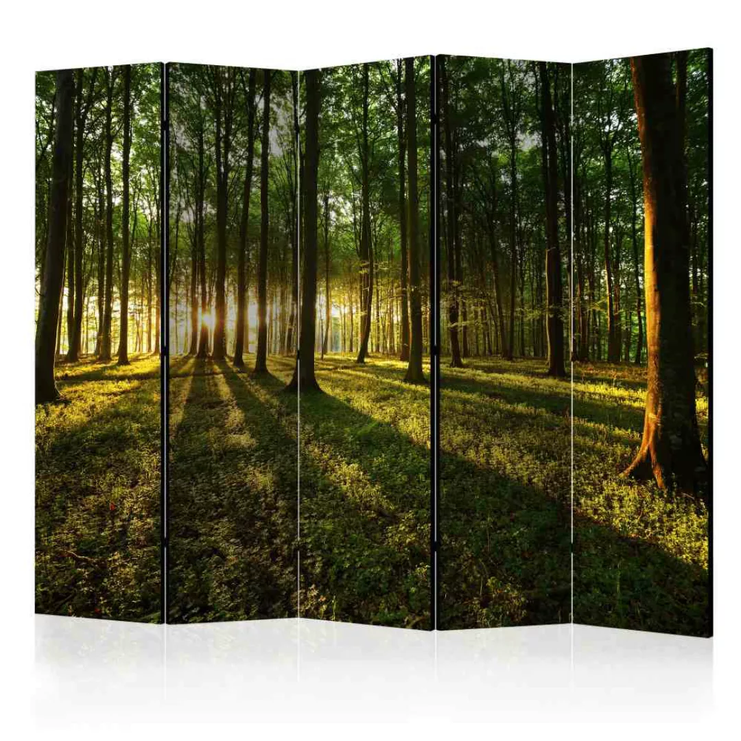 Spanischer Raumteiler mit Wald Motiv bei Sonnenaufgang 225 cm breit günstig online kaufen