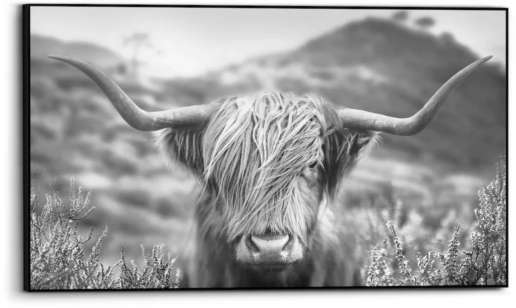 Reinders Bild "Highlander Bulle" günstig online kaufen