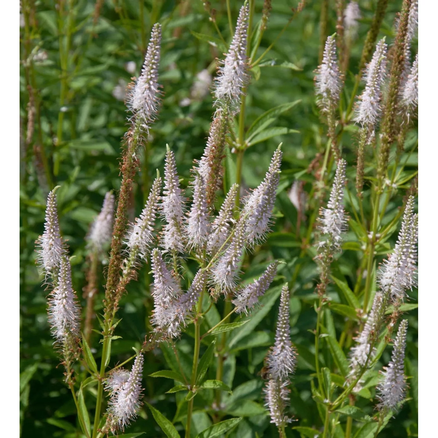 Virginischer Riesen Ehrenpreis Pink Glow - Veronicastrum virginicum günstig online kaufen