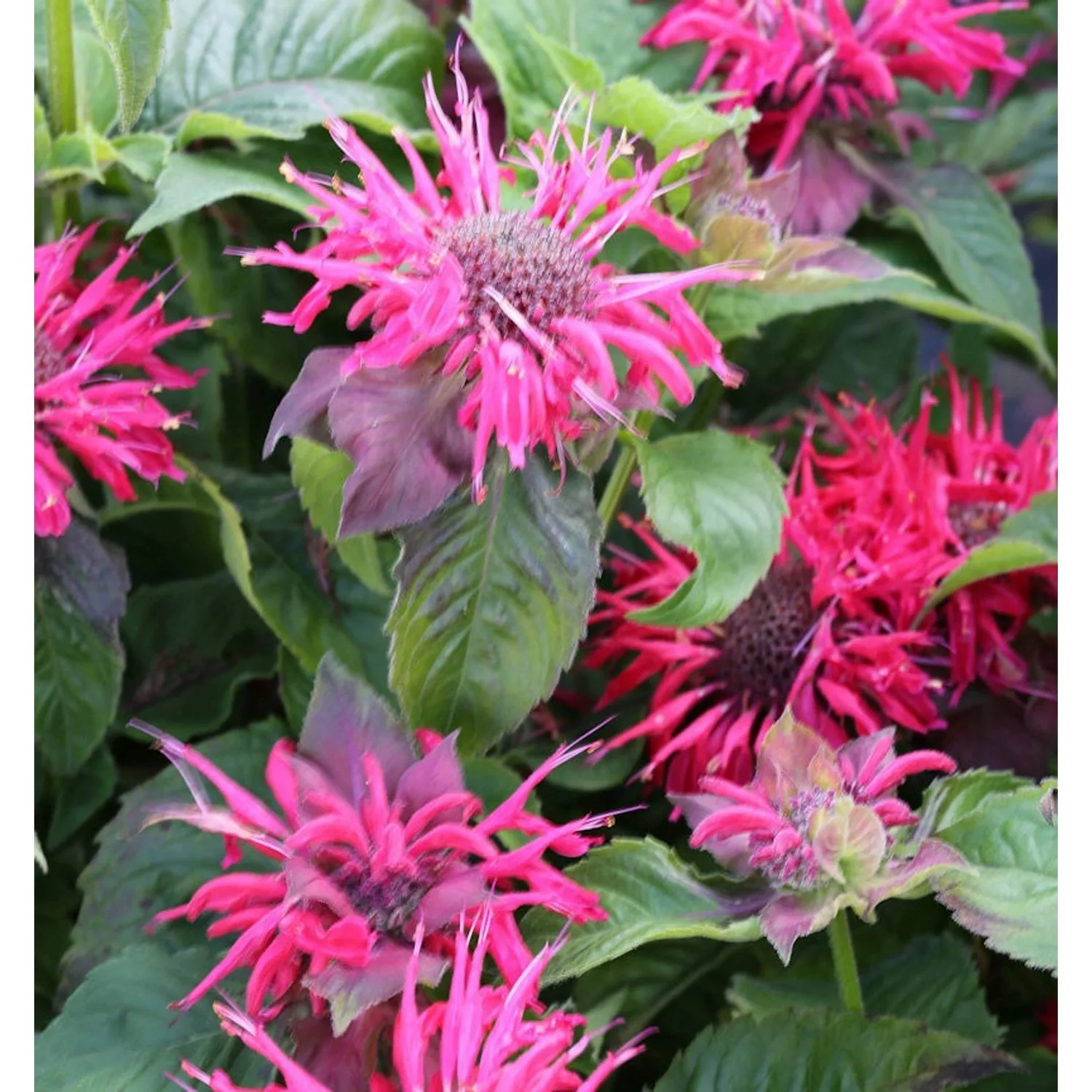 Indianernessel Pink Supreme - Monarda didyma günstig online kaufen