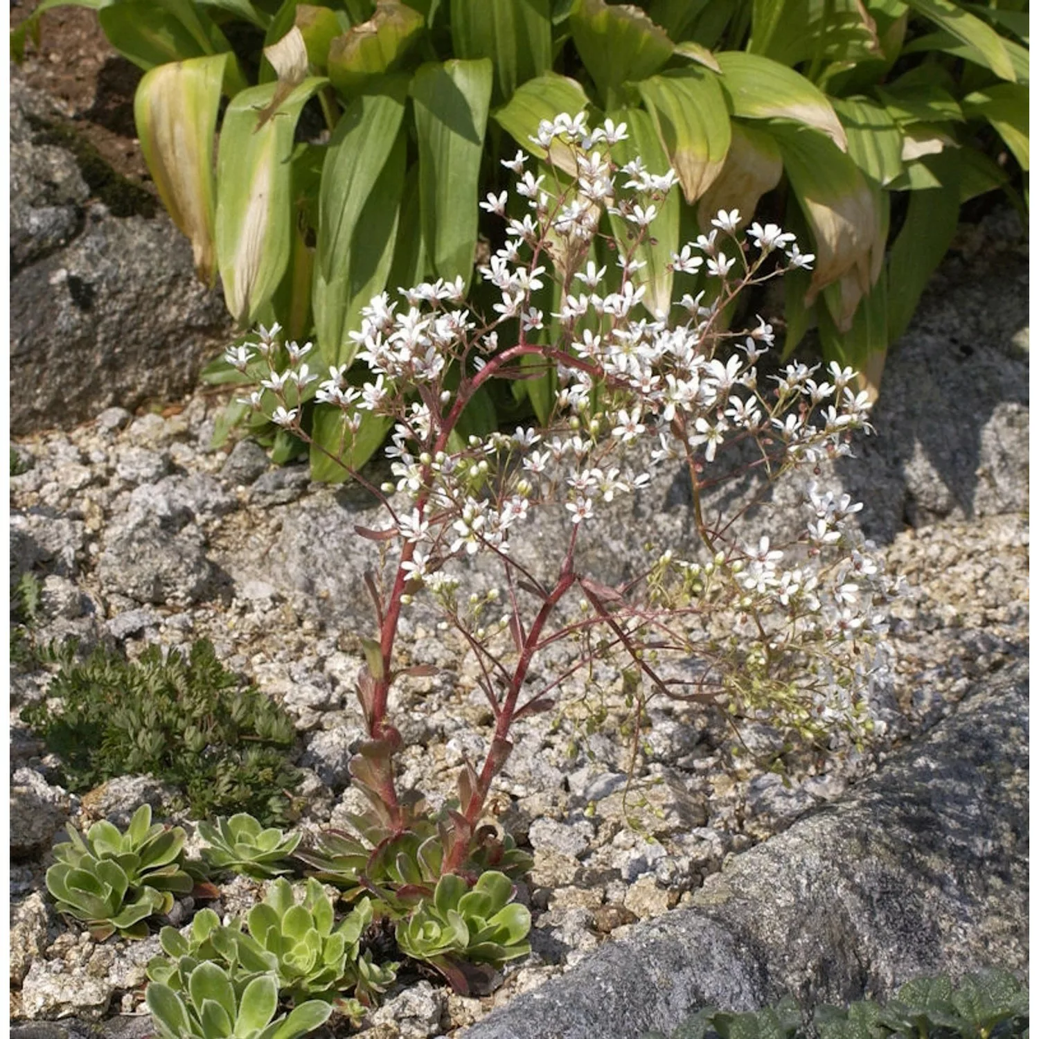 Strauß Steinbrech - Saxifraga cotyledon günstig online kaufen