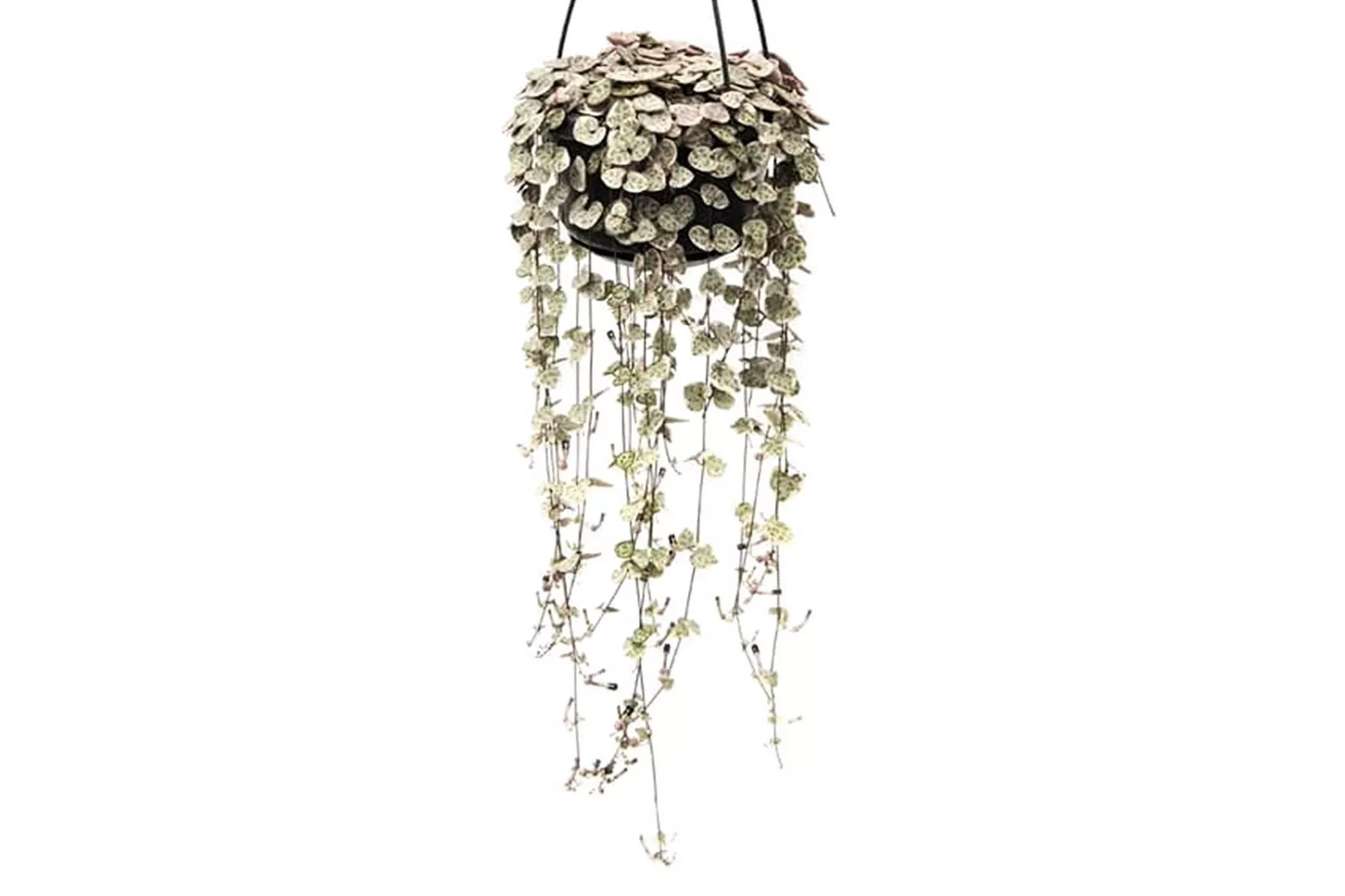 Perfect Plant | Ceropegia Woodii Herzkette günstig online kaufen